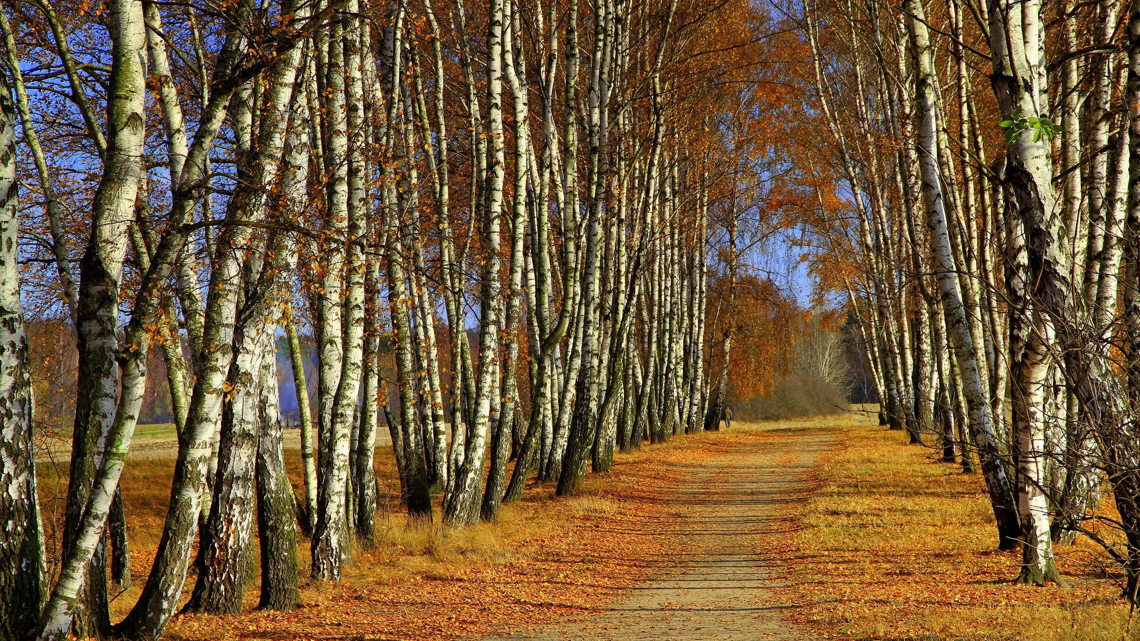 3840x2160 Autumn Trees Birch 4K Ultra HD Wallpaper