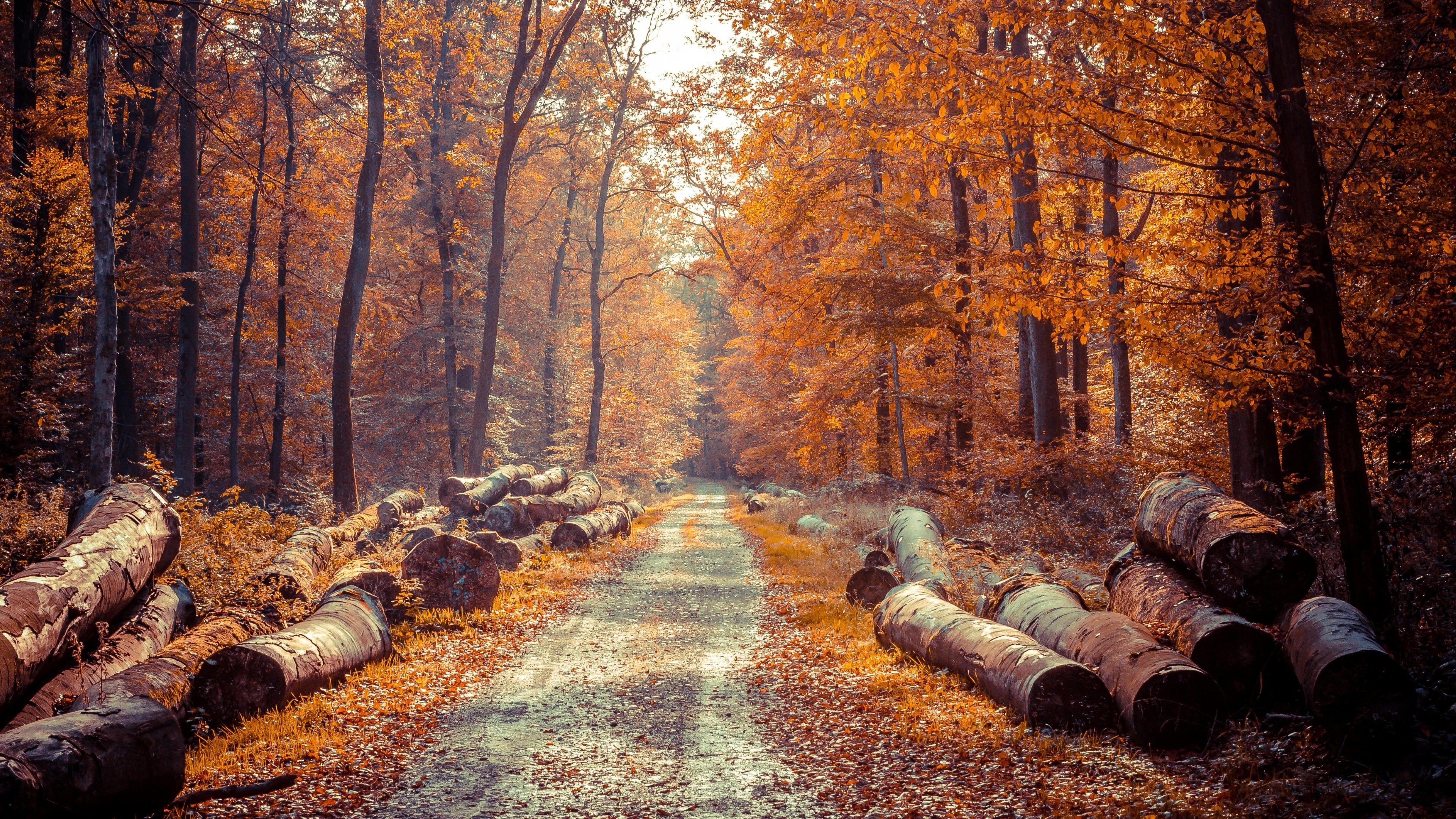 3840x2160 HD Autumn Wallpaper background picture