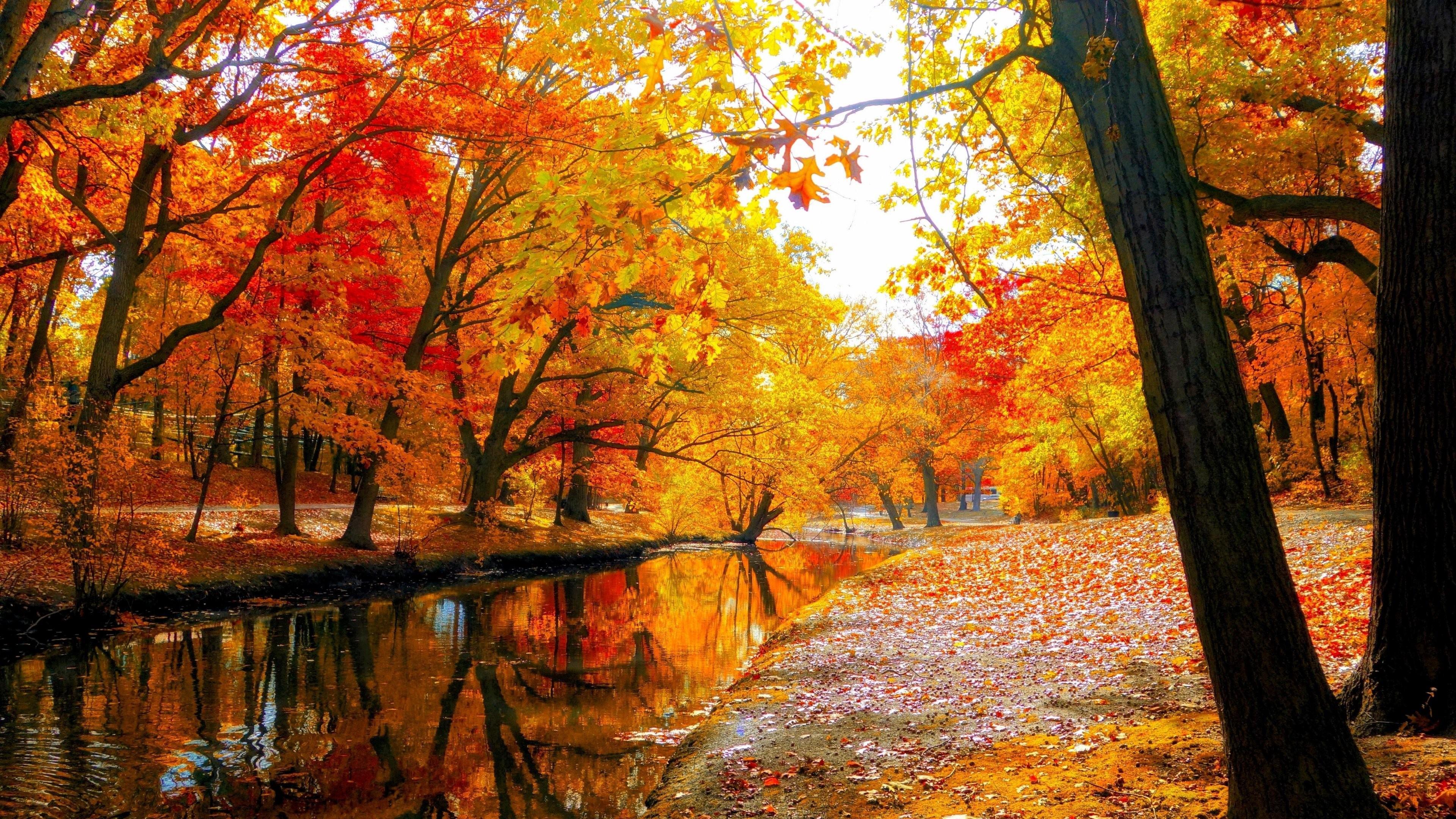 Colorful Landscape Forest Fall Wallpaper Hd Nature 4k Wallpapers Images