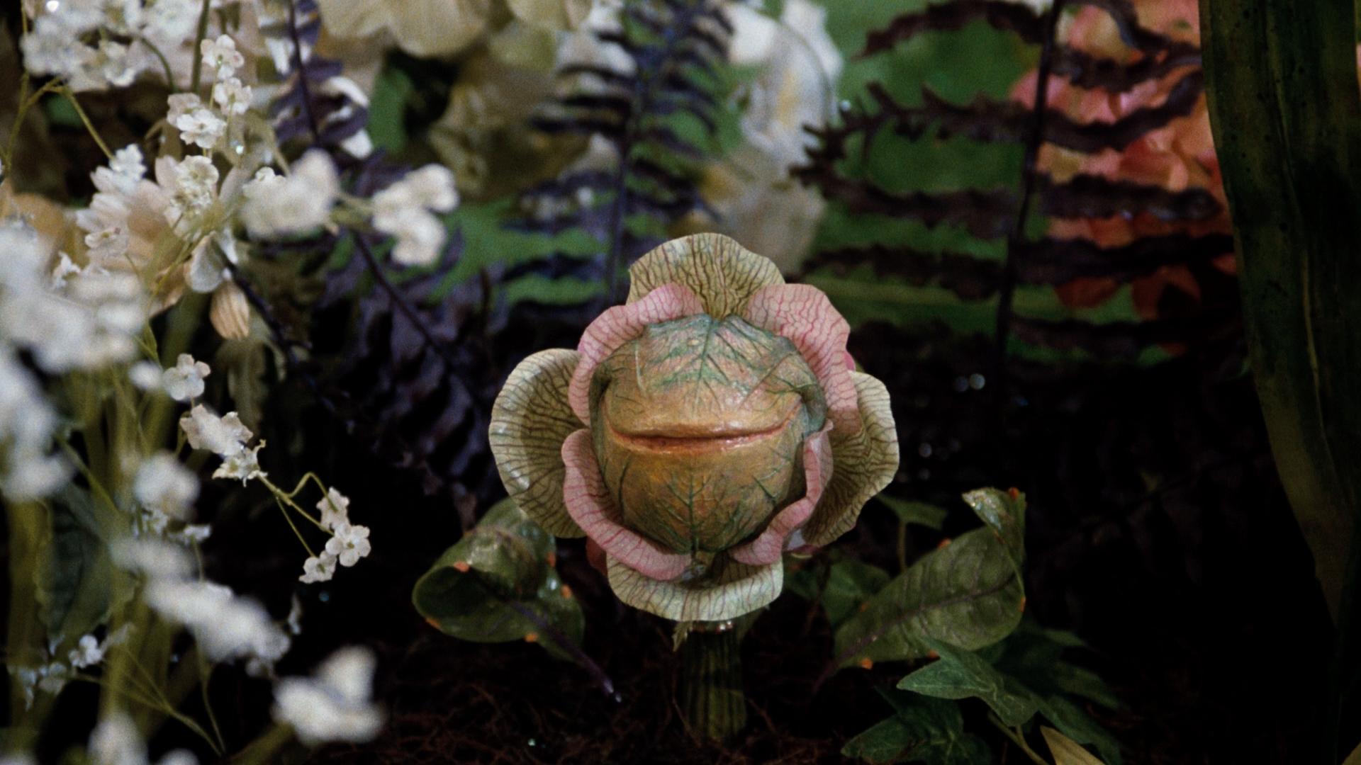 1920x1080 Little Shop of Horrors (1986)