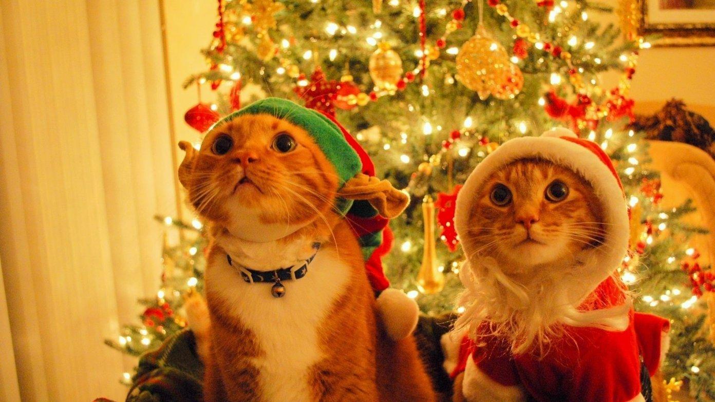 1392x783 HD Holiday Wallpaper That Should Adorn Your Desktop This Christmas and New Year's Eve