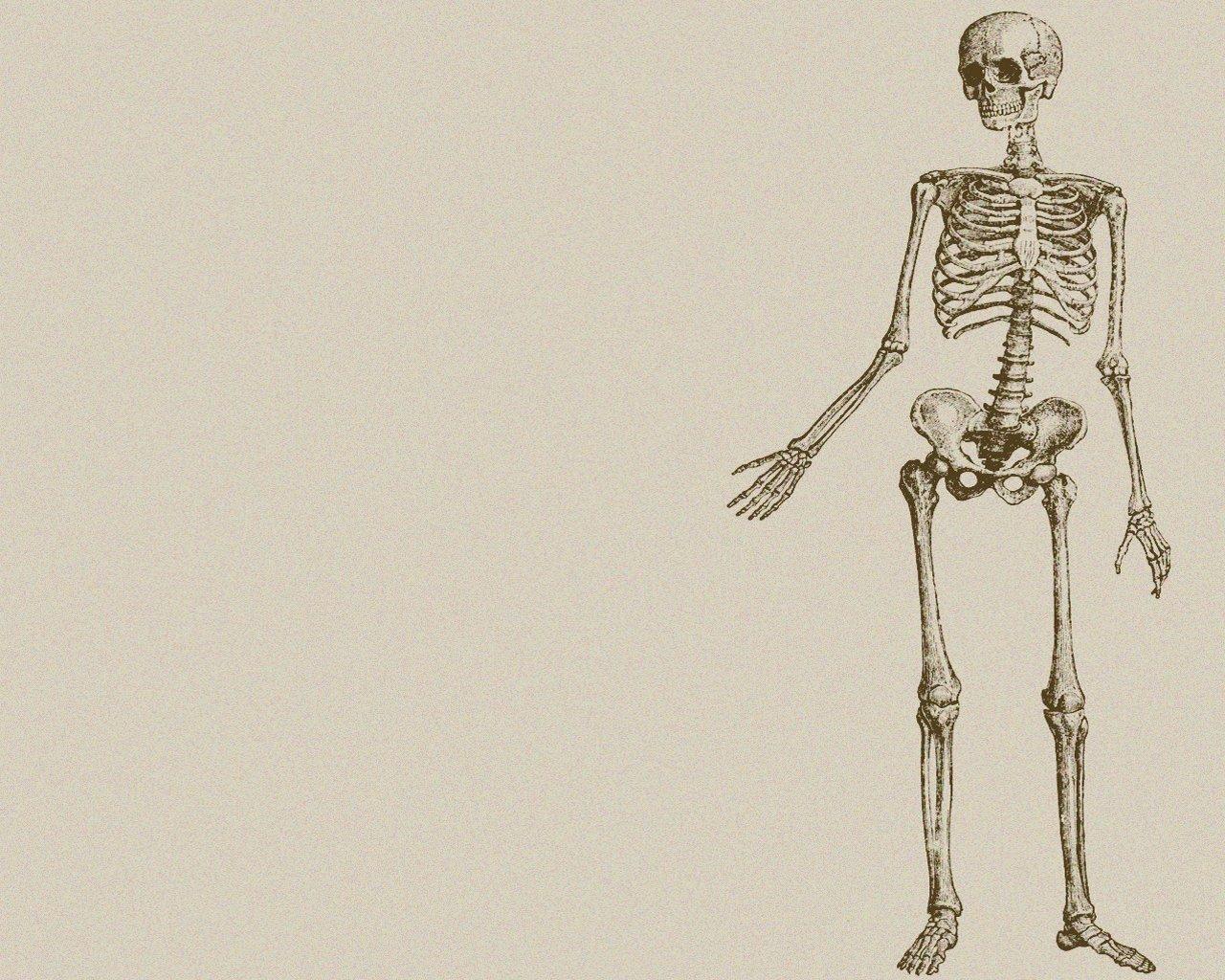 1280x1024 Human And Chimpanzee Skeleton