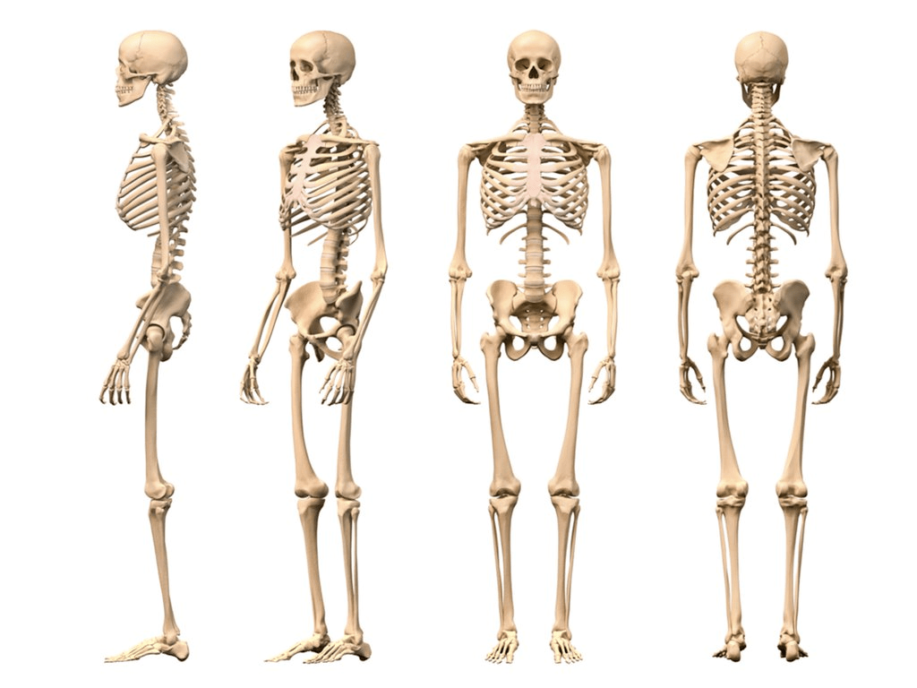 1024x768 The Human Skeletal System HD 1 Google Play APK Desktop Background