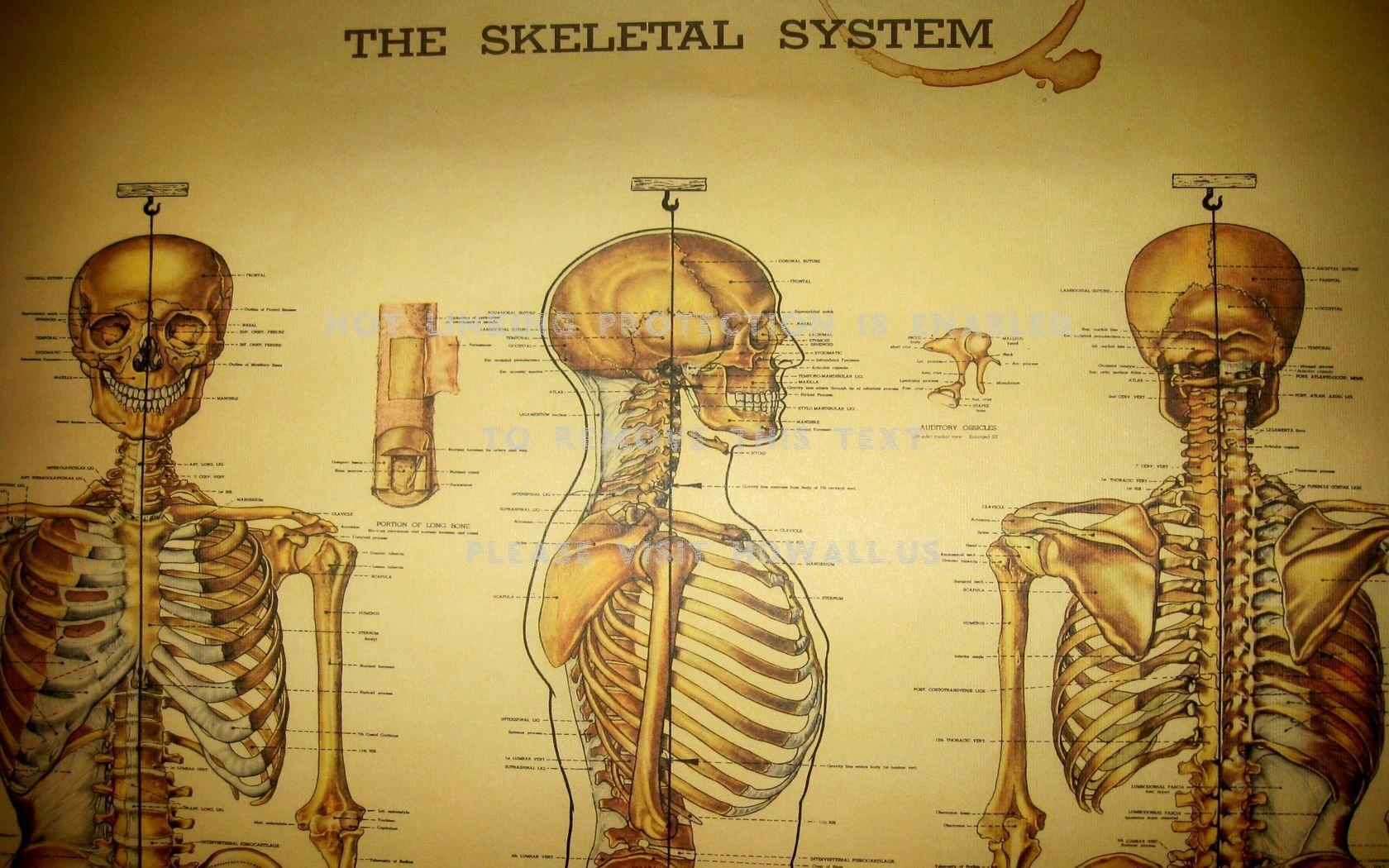 1680x1050 medical wallpaper, skeleton, human anatomy, organ, human, organism, human body, neck, back, art
