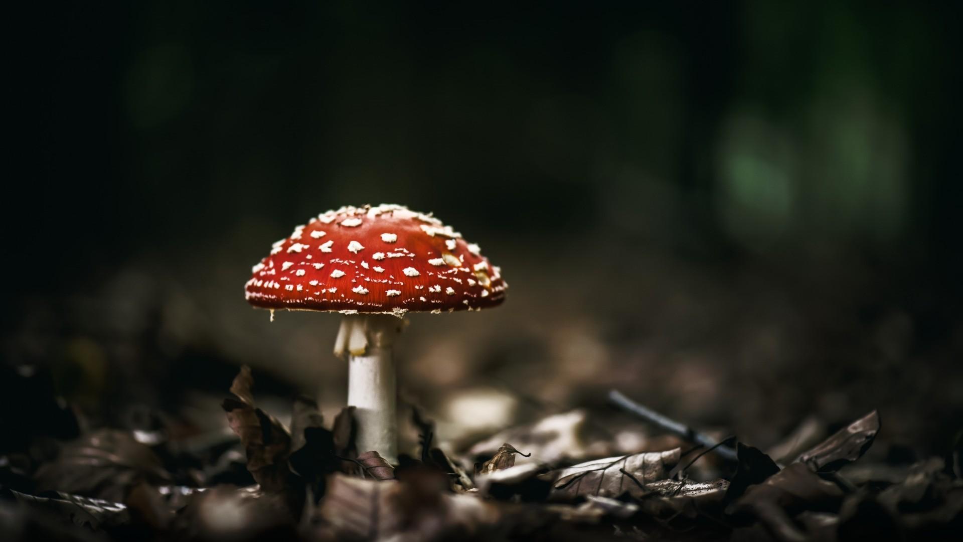 1920x1080 Mushroom Wallpaper