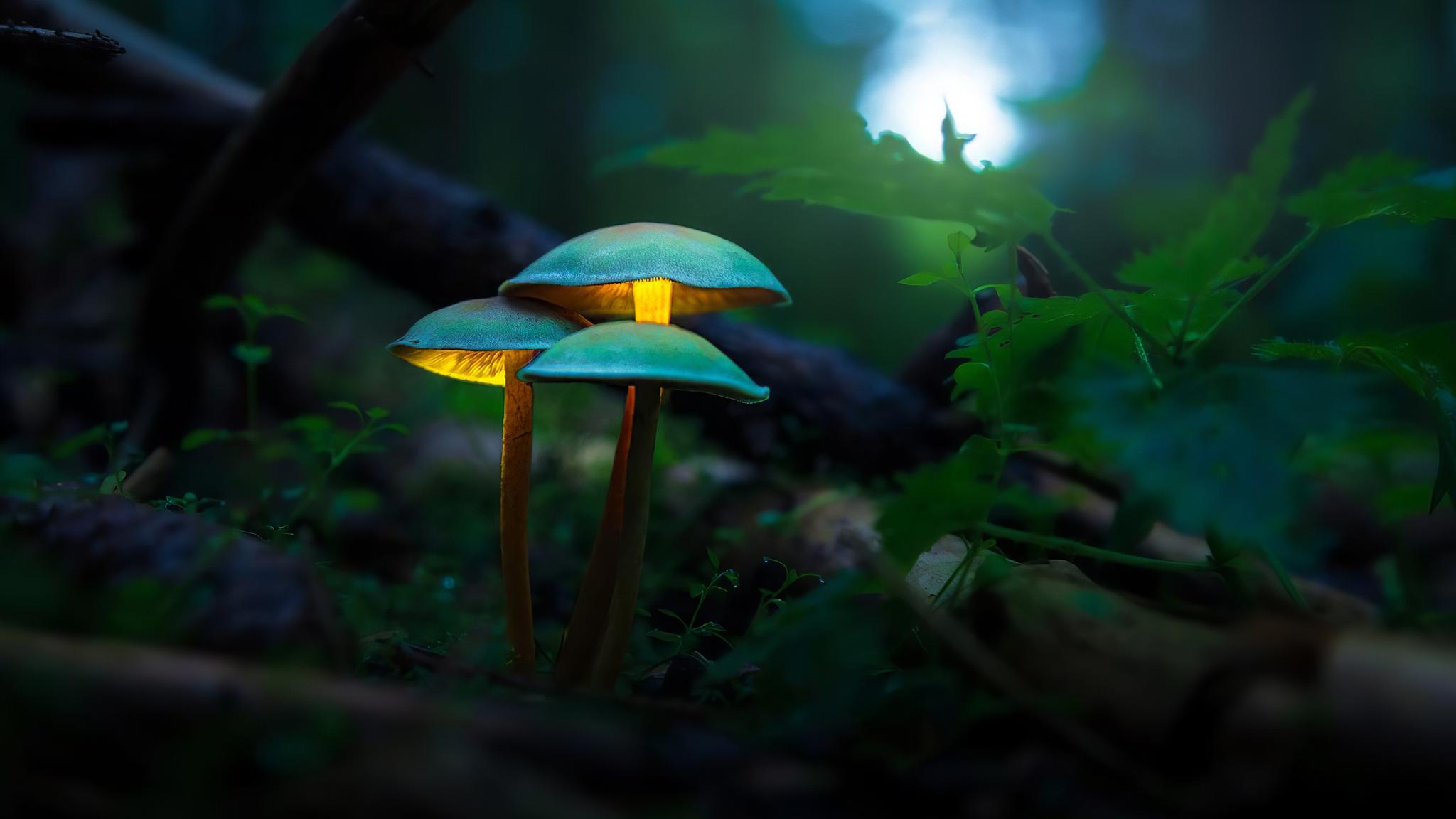 2048x1152 Mushroom Plants Glowing 4k 2048x1152 Resolution HD 4k Wallpaper, Image, Background, Photo and Picture