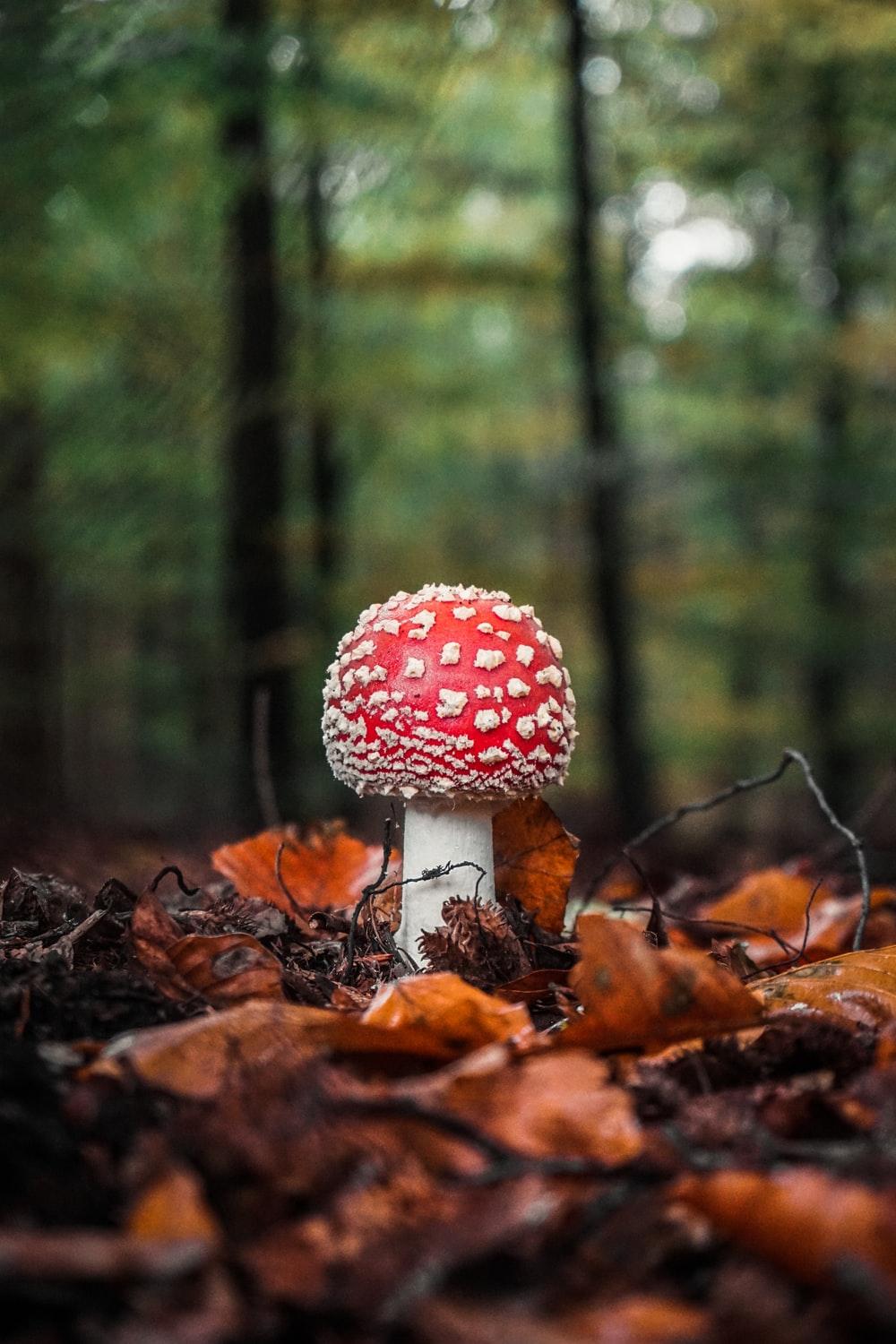 1000x1500 Red Mushroom Picture. Download Free Image