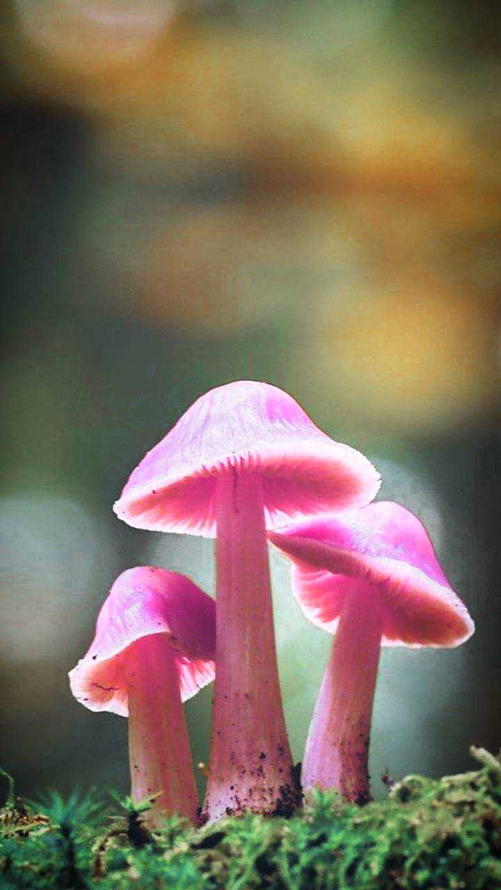 720x1280 4K Mushroom Wallpaper