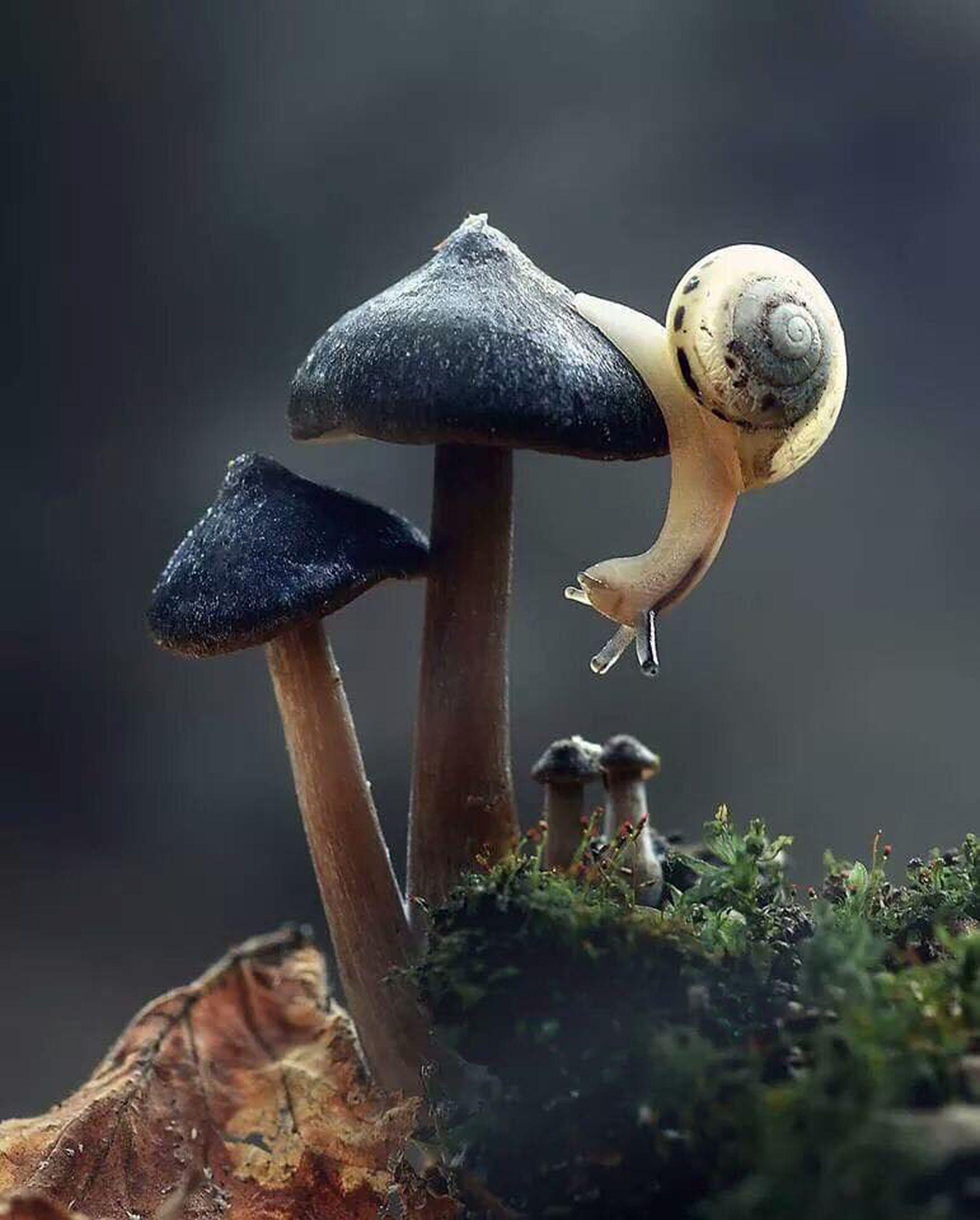 1900x2366 Mushroom Wallpaper