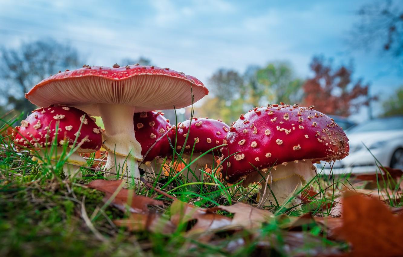 1332x850 Wallpaper autumn, grass, leaves, nature, mushrooms, Amanita image for desktop, section природа
