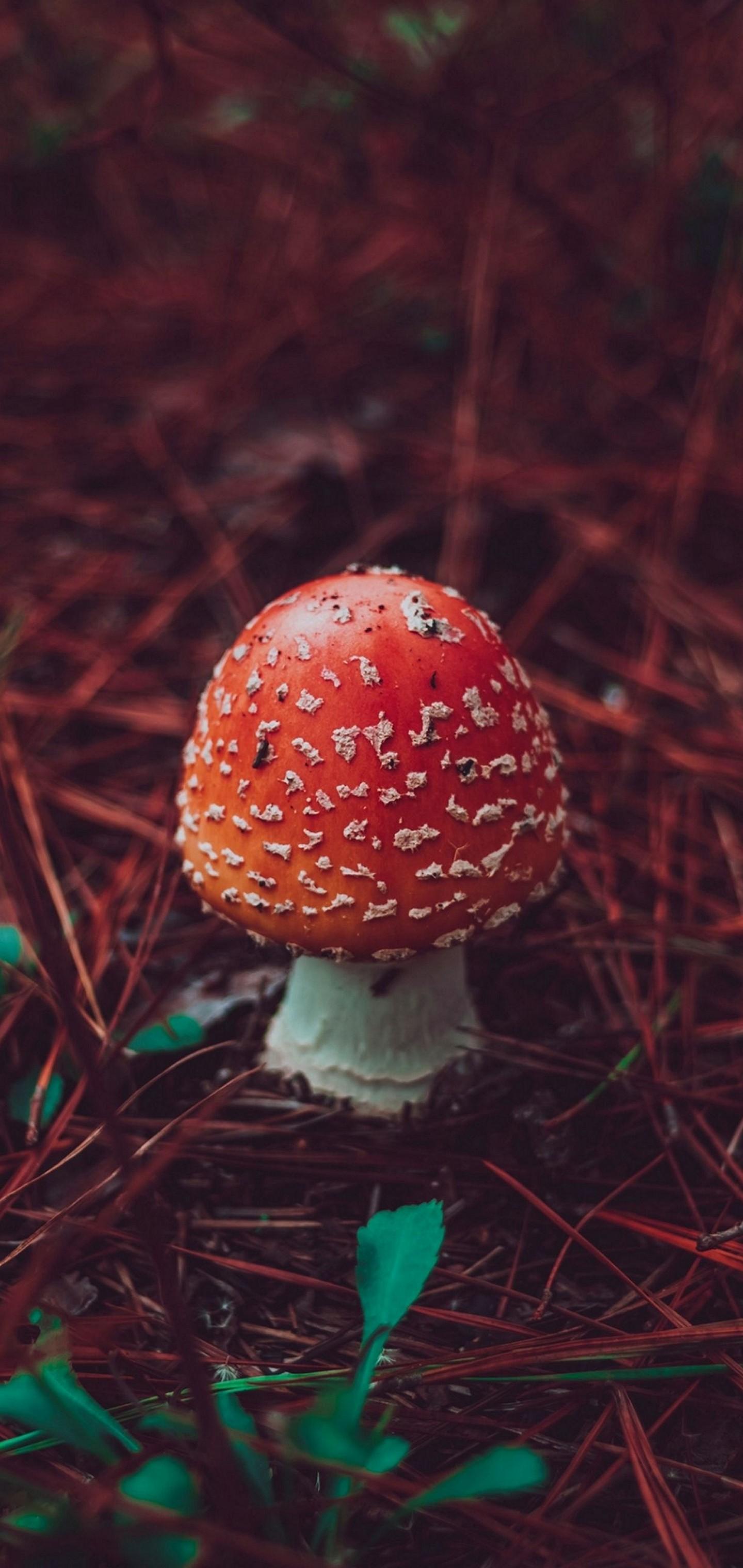 1440x3040 Red Mushroom Widescreen Wallpaper