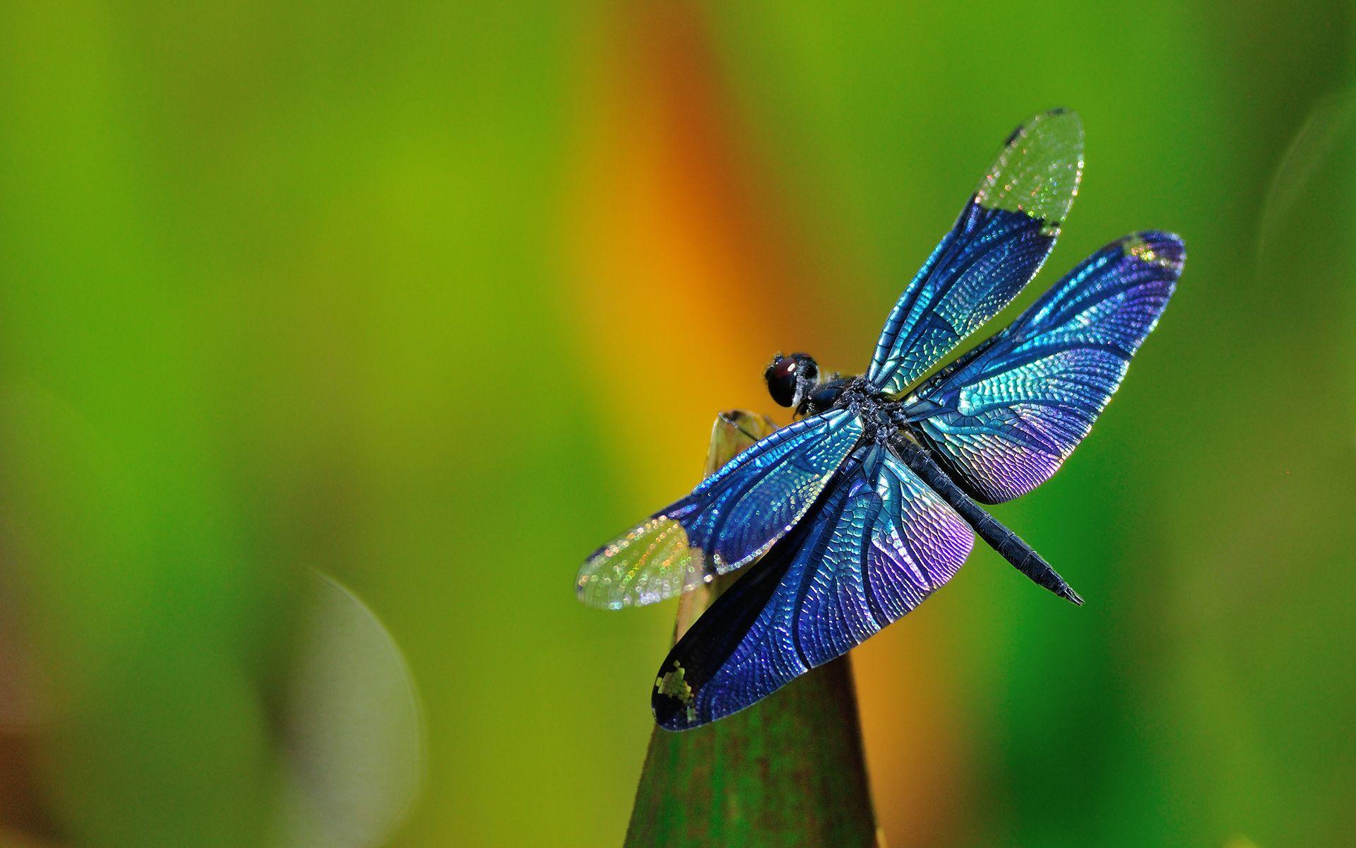 Purple Dragonfly Wallpapers - Top Free Purple Dragonfly Backgrounds