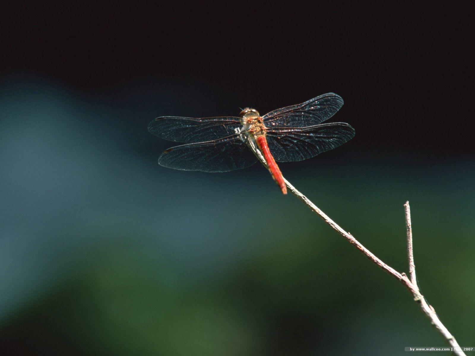 1600x1200 Dragonfly Wallpaper
