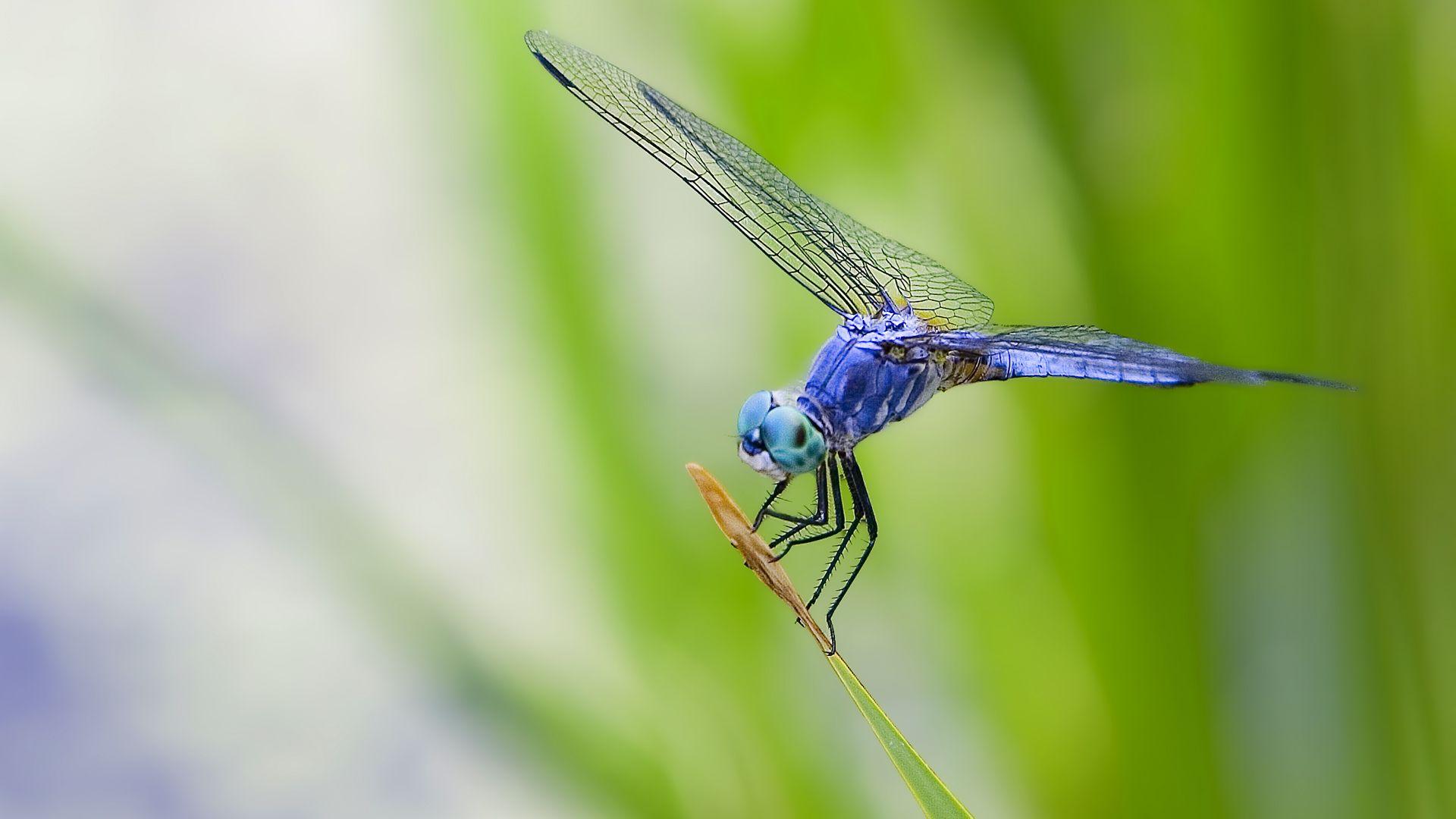 1920x1080 Dragonfly Desktop Background Modern Idea