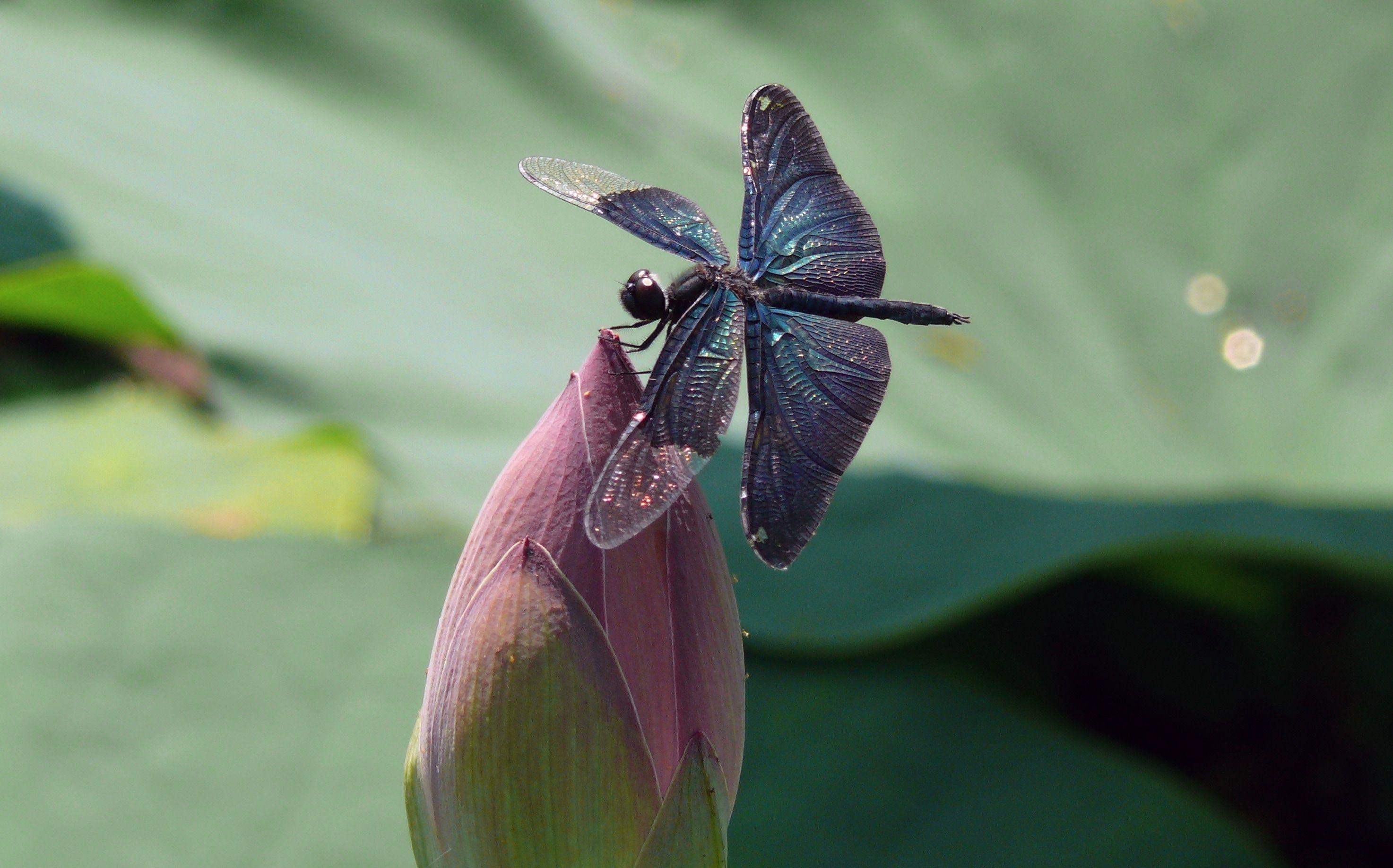 2947x1838 macro photography of blue purple and teal dragonfly on top of pink