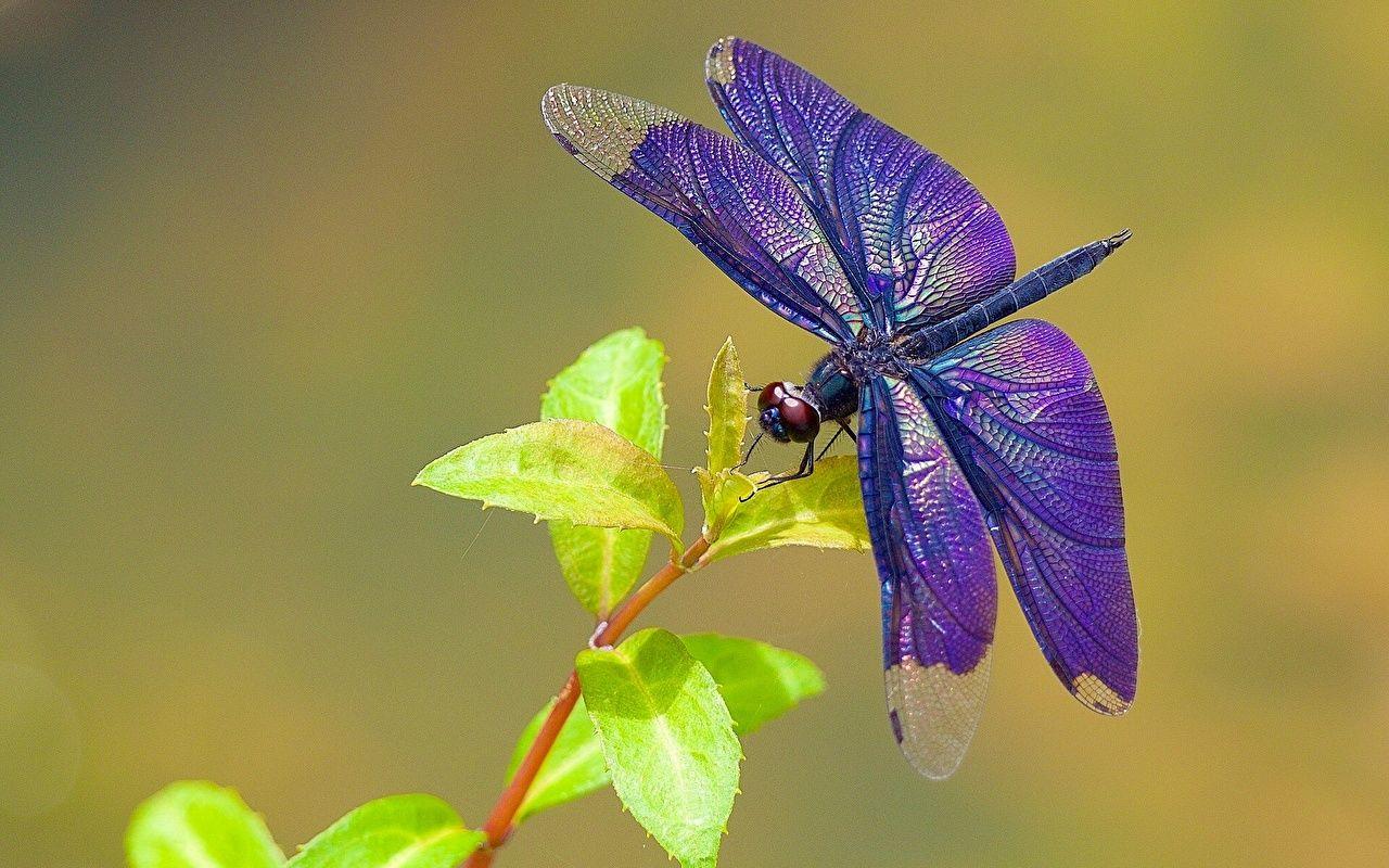 Purple Dragonfly Wallpapers - Top Free Purple Dragonfly Backgrounds