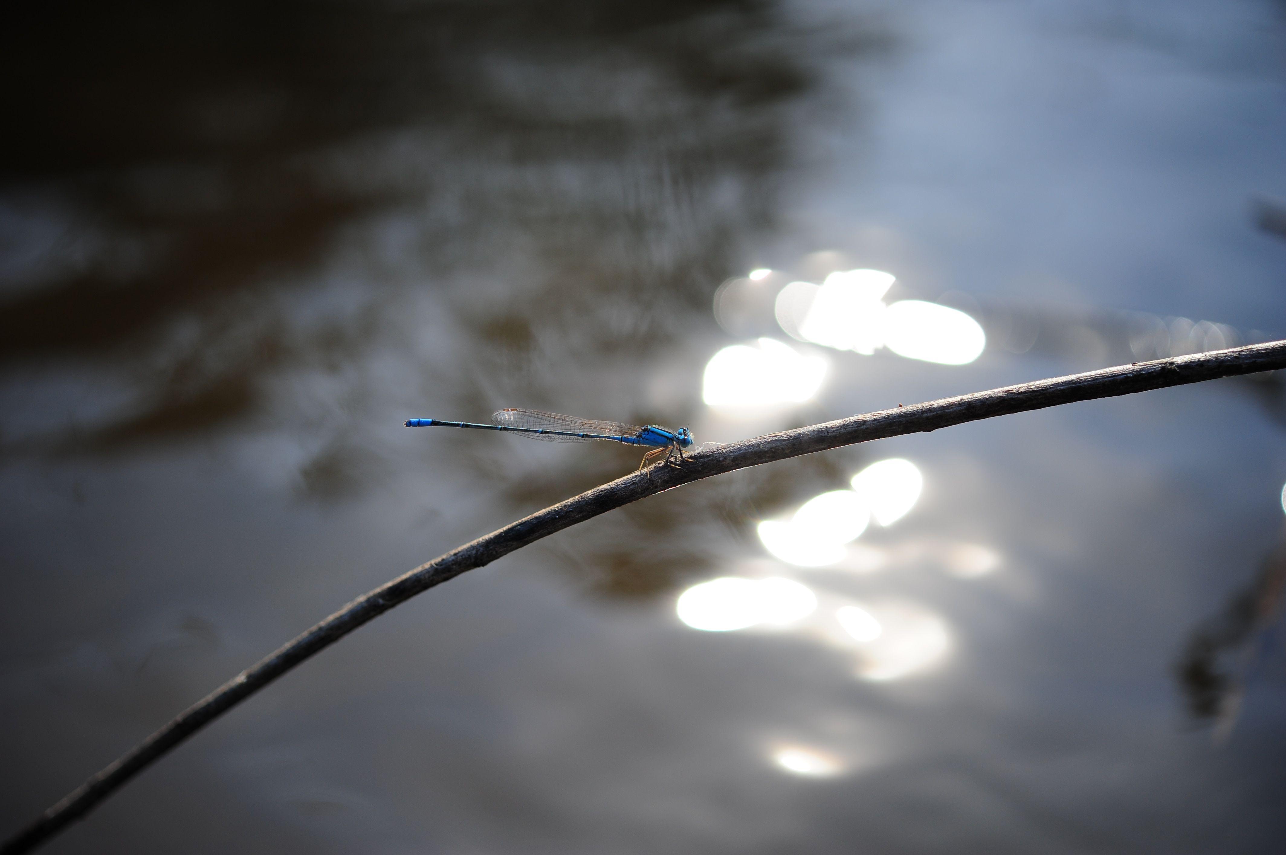4256x2832 purple dragonfly on the stem of the plant free image