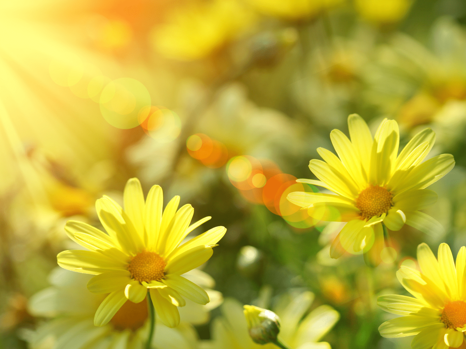 1600x1200 A Cup Of Sunshine Wallpaper