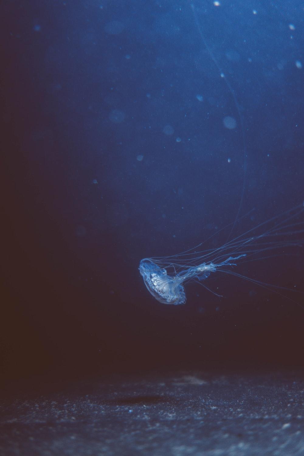 1000x1500 Deep Sea Picture [HD]. Download Free Image