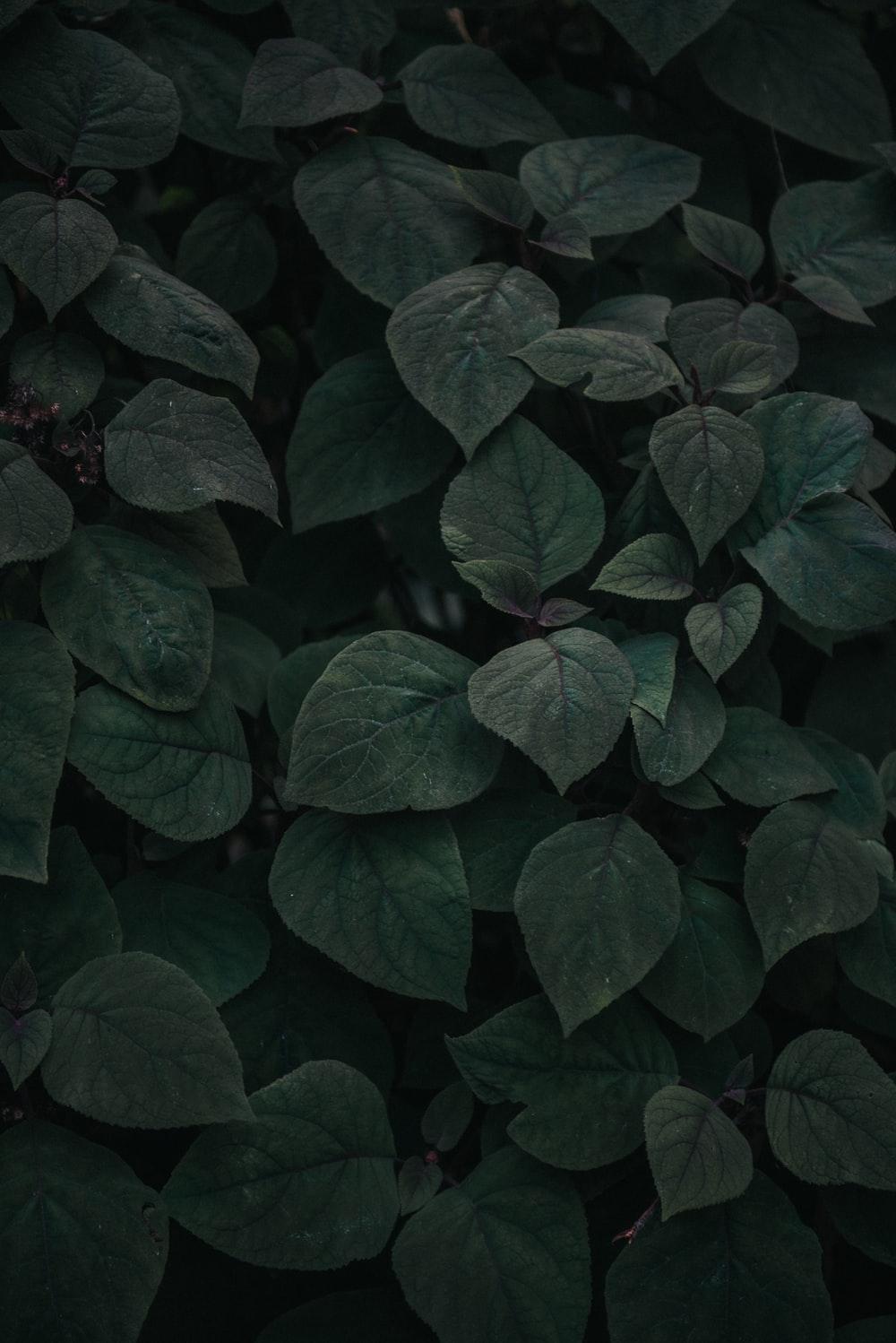1000x1498 Moody Nature Picture. Download Free Image
