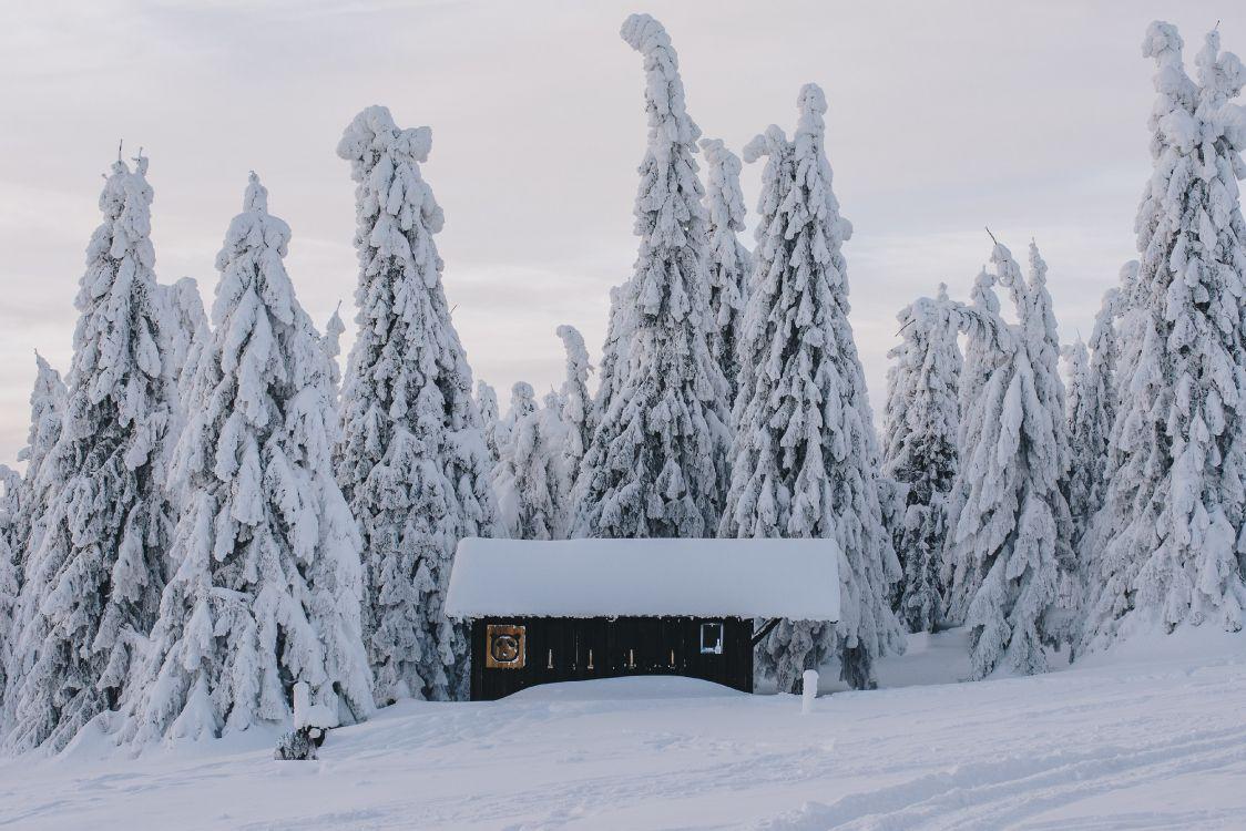 1124x750 Wallpaper Snow, Winter, Building, Plant, Window, Background Free Image