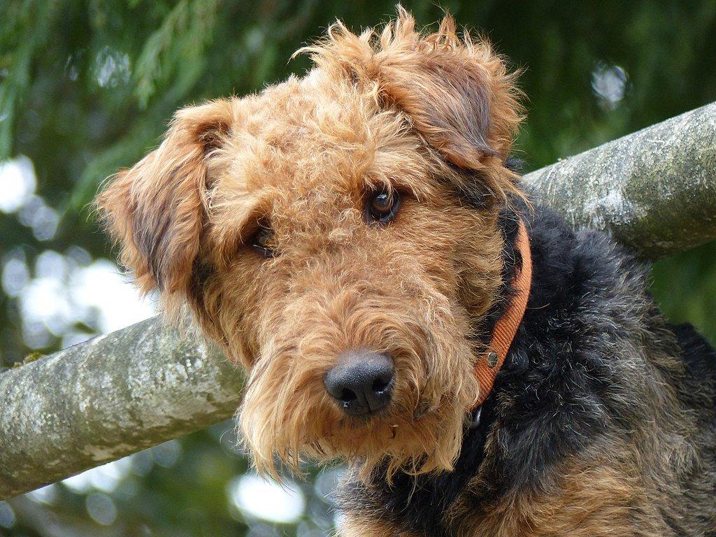 1024x768 Airedale Terrier Wallpaper 73444