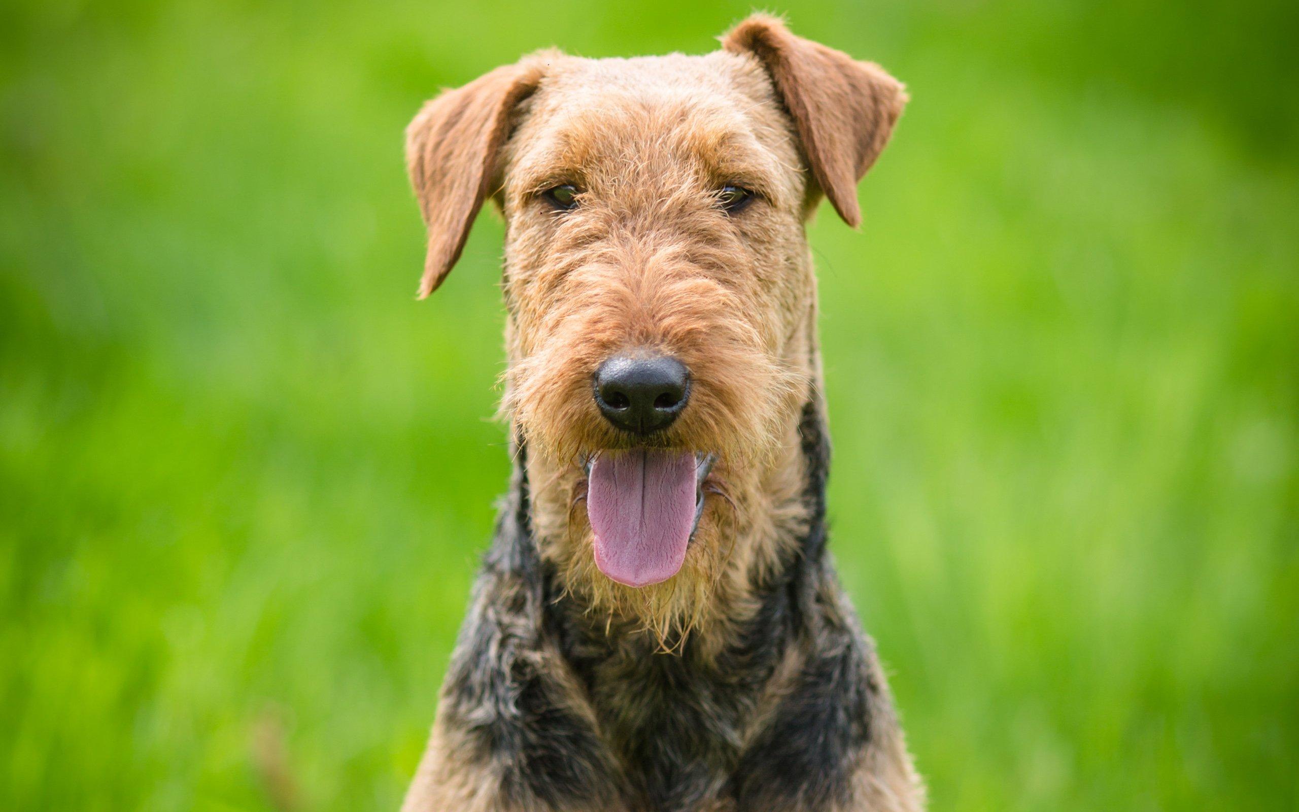 2560x1600 Airedale Terrier High Definition Wallpaper 73442