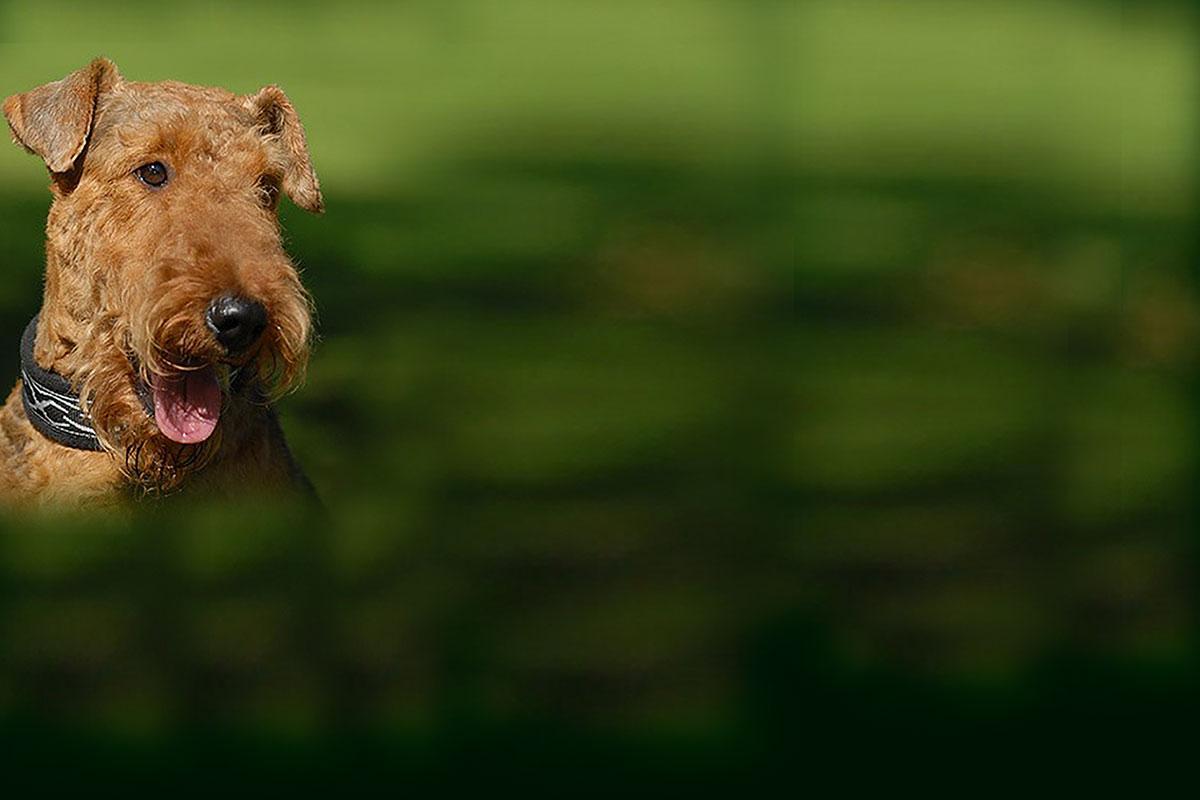 1200x800 Green Airedale Terrier photo and wallpaper. Beautiful Green Airedale Terrier picture