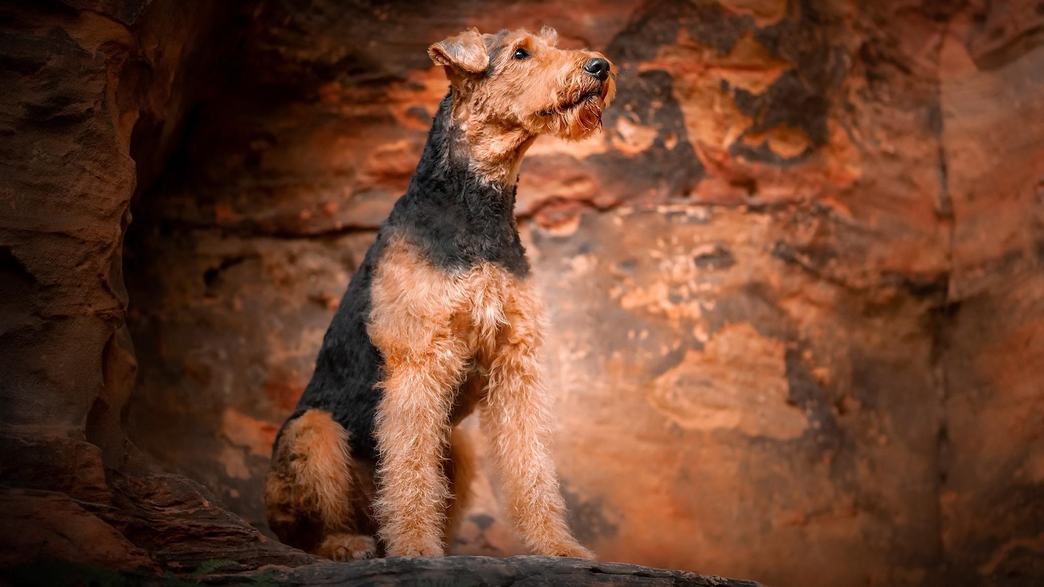 2048x1152 Airedale Terrier HD Wallpaper