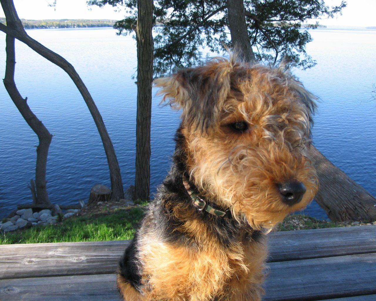 1280x1024 New Blog Pics: Wallpaper Airedale Terrier