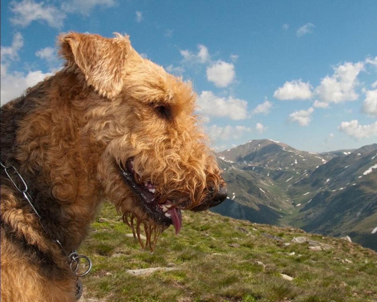 1280x1024 Airedale Terrier Wallpaper 1.0 Apk Download.kolobova.AiredaleTerrierWallpaper APK free
