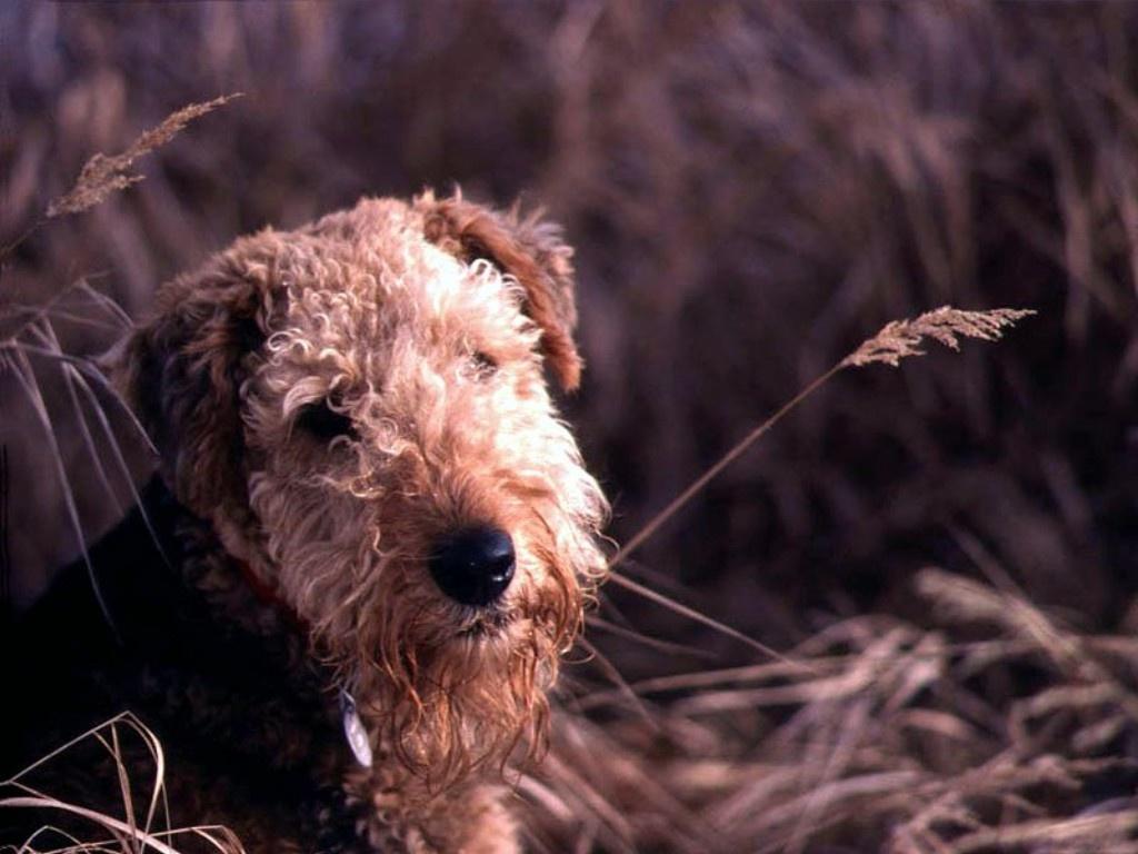 1024x768 Airedales Wallpaper