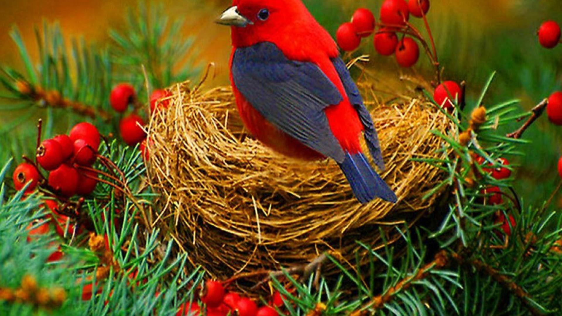 HD wallpaper: spring, bird's nest, eggs, robin eggs, nature, season,  forsythia | Wallpaper Flare