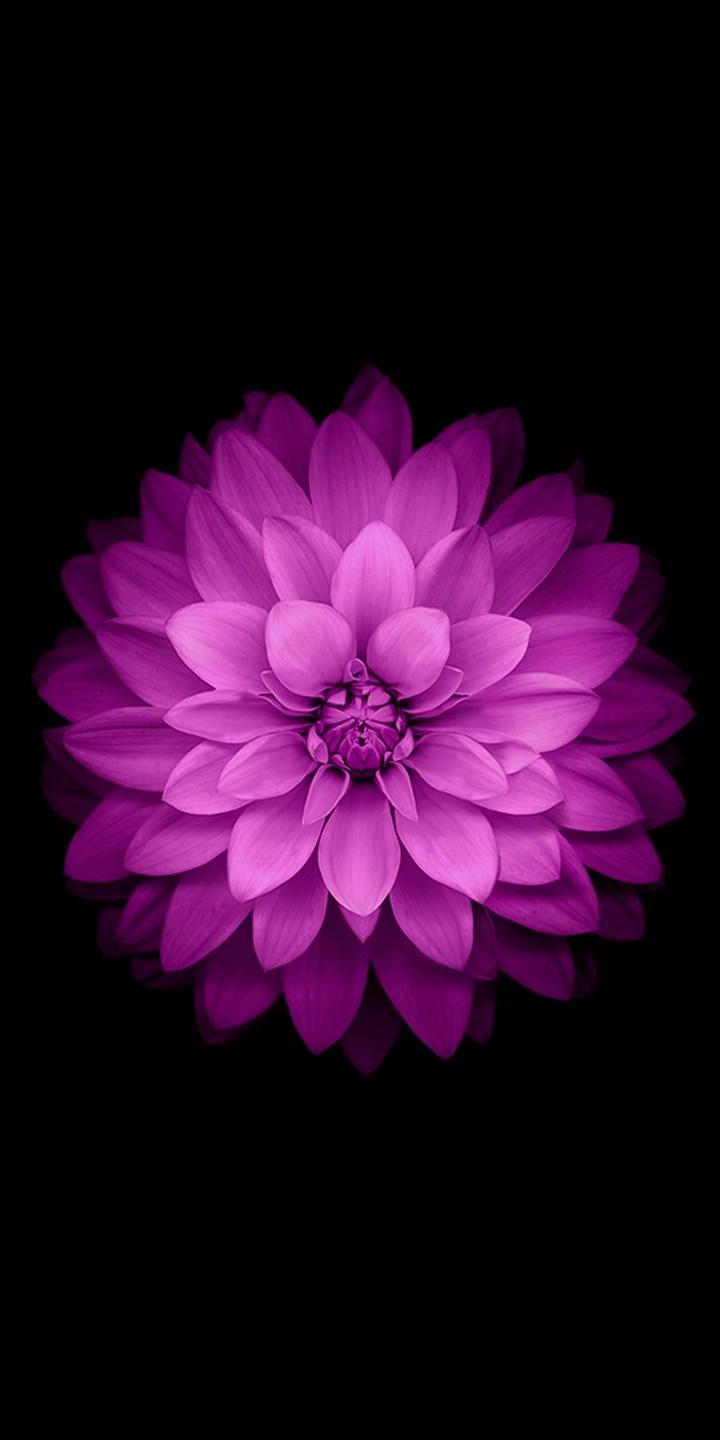 720x1440 Background HD Wallpaper