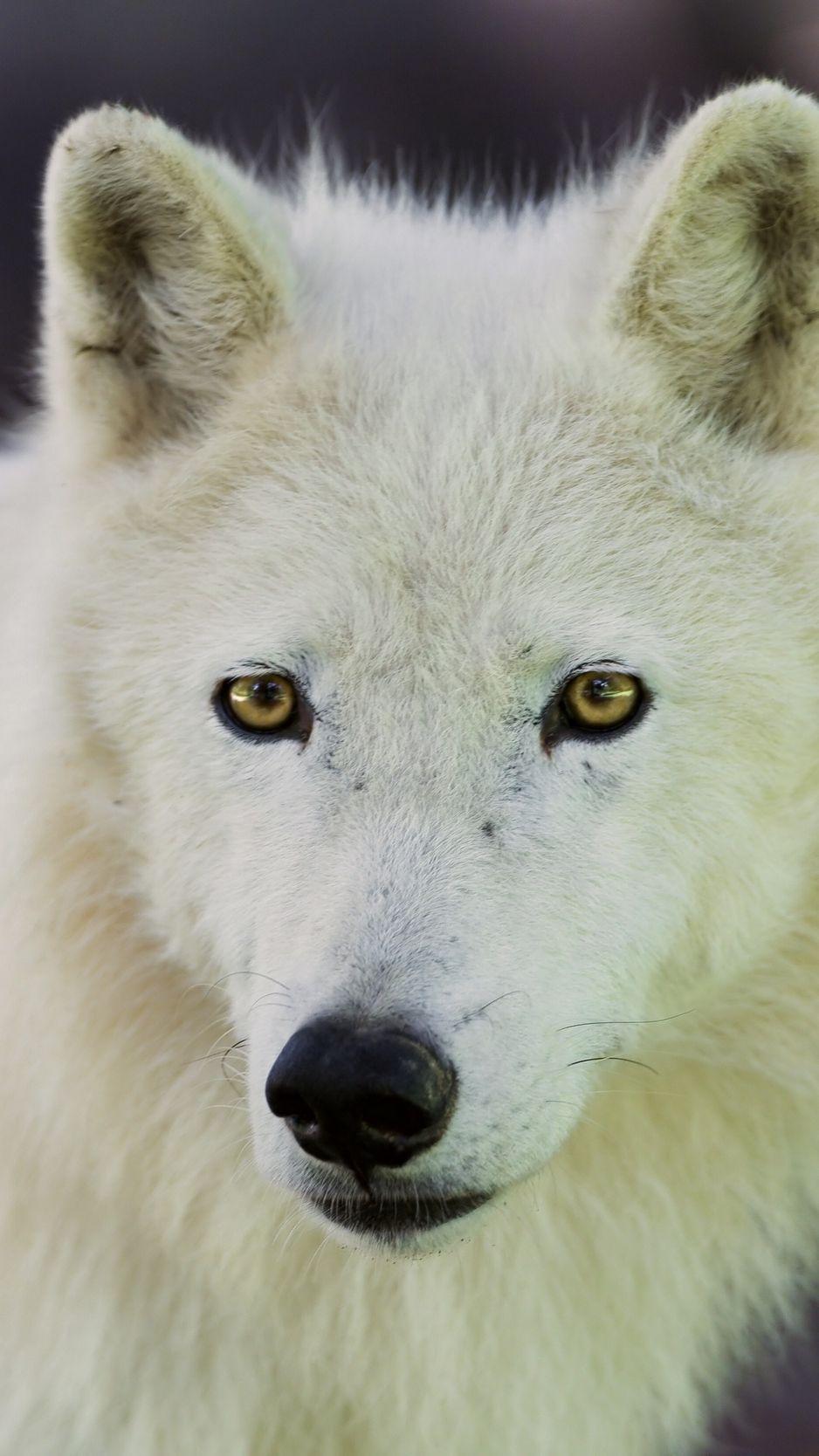 938x1668 Download Wallpaper 938x1668 Arctic Wolf, Dog, Muzzle Iphone 8 7 6s 6