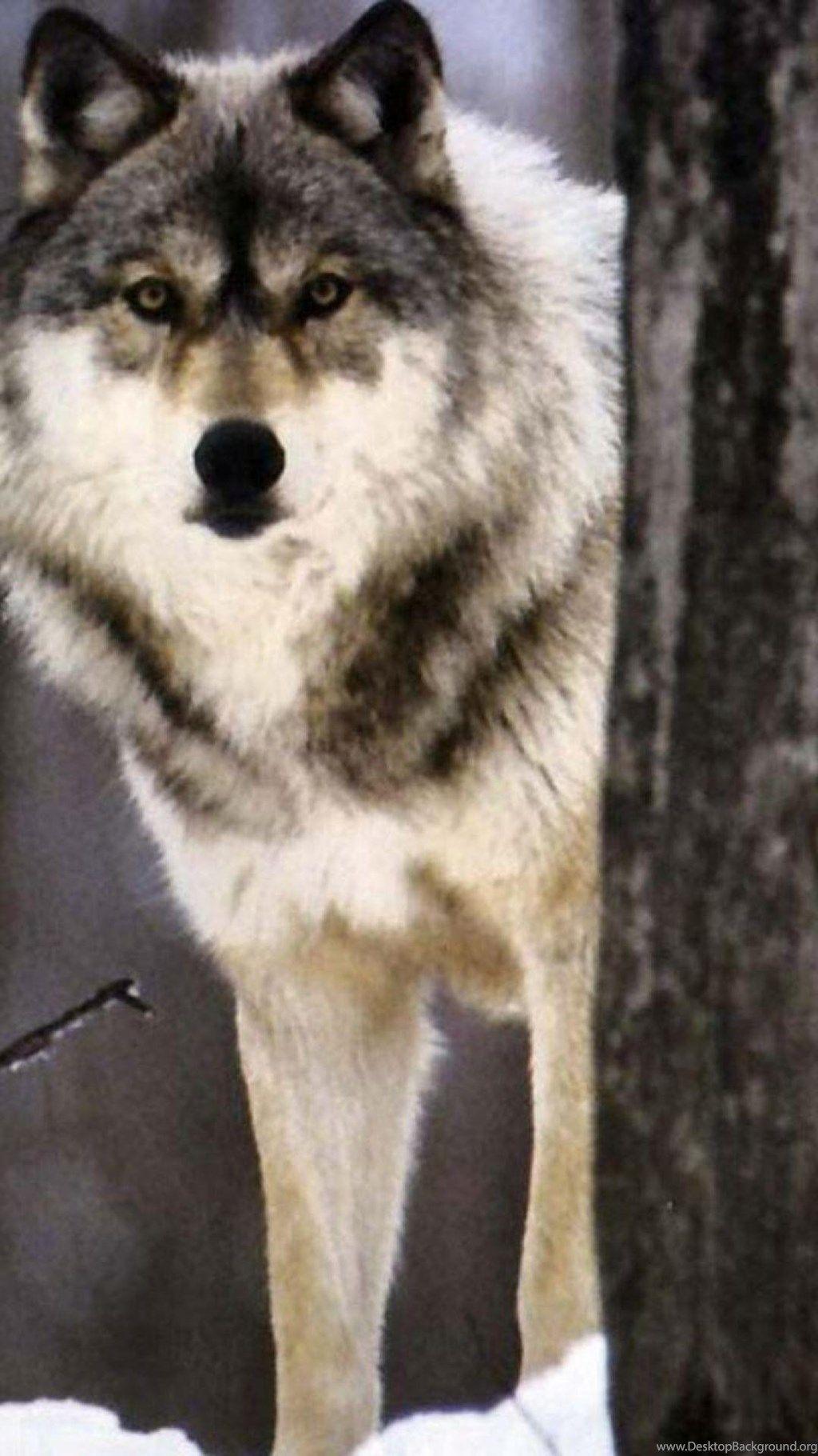 1024x1820 Wolf in the woods animals wolf iphone 6 plus 1080x1920