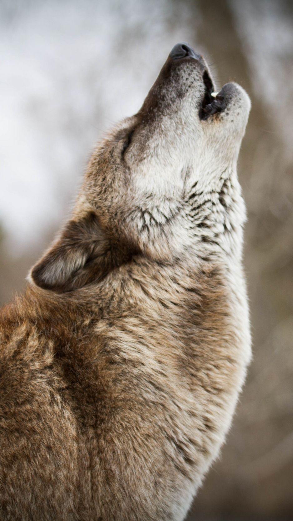 Wolf iPhone 6 Wallpapers - Top Free Wolf iPhone 6 Backgrounds ...
