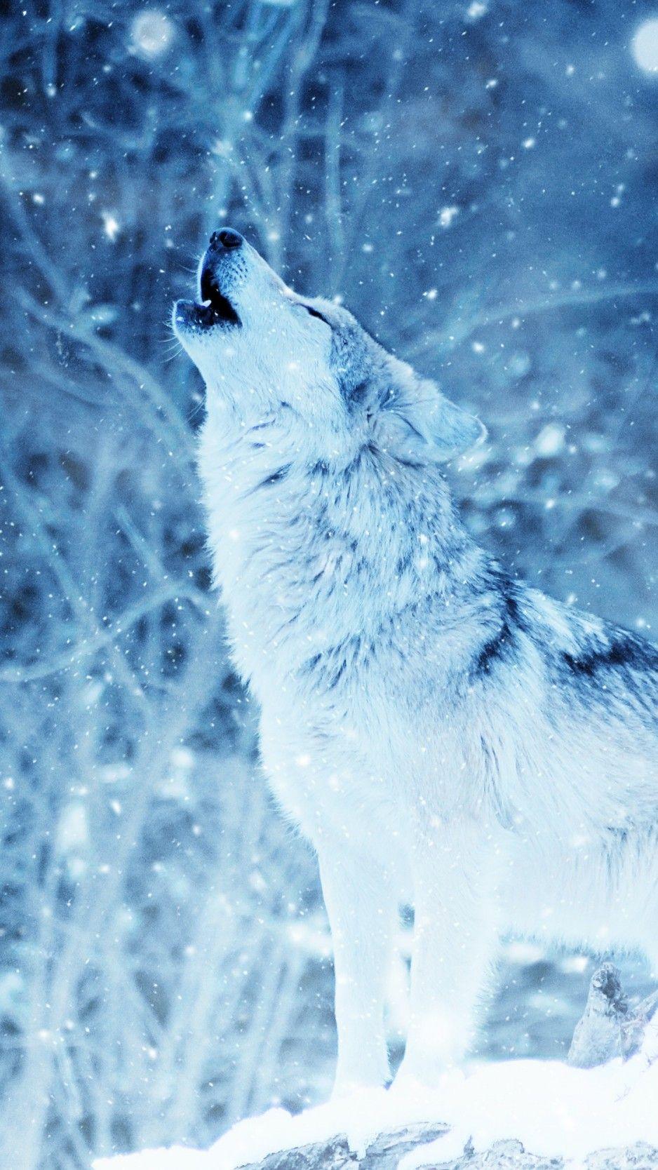 938x1668 Download Wolf, Predator, Howl, Photohop Wallpaper, Background
