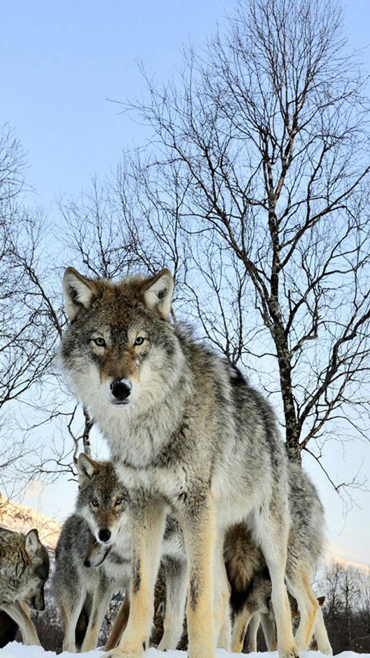 750x1334 ↑↑TAP AND GET THE FREE APP! Animals Nature Wolves Wolf Winter Wild