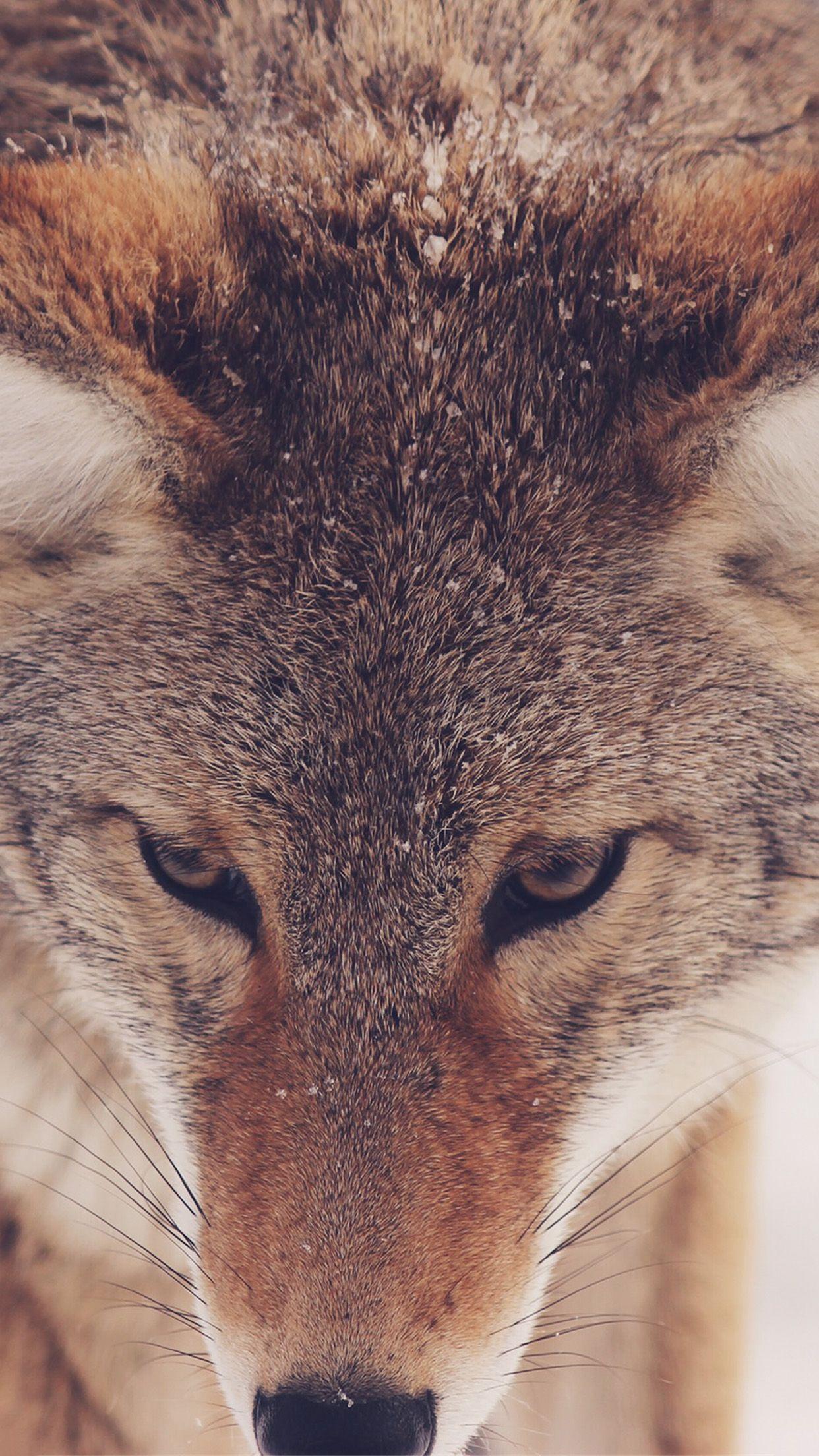 1242x2208 Wolf Macro Wallpaper for iPhone X, 6
