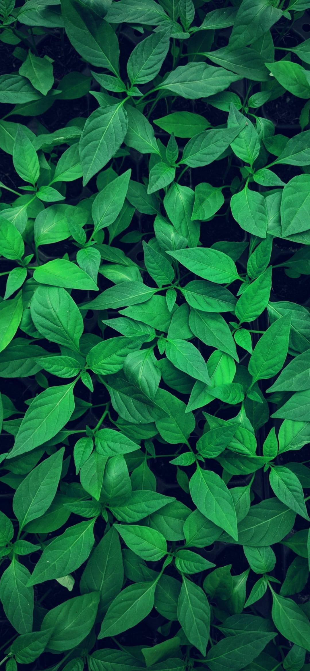 1080x2340 Green Wallpaper:k Green Color Background [ HD ]