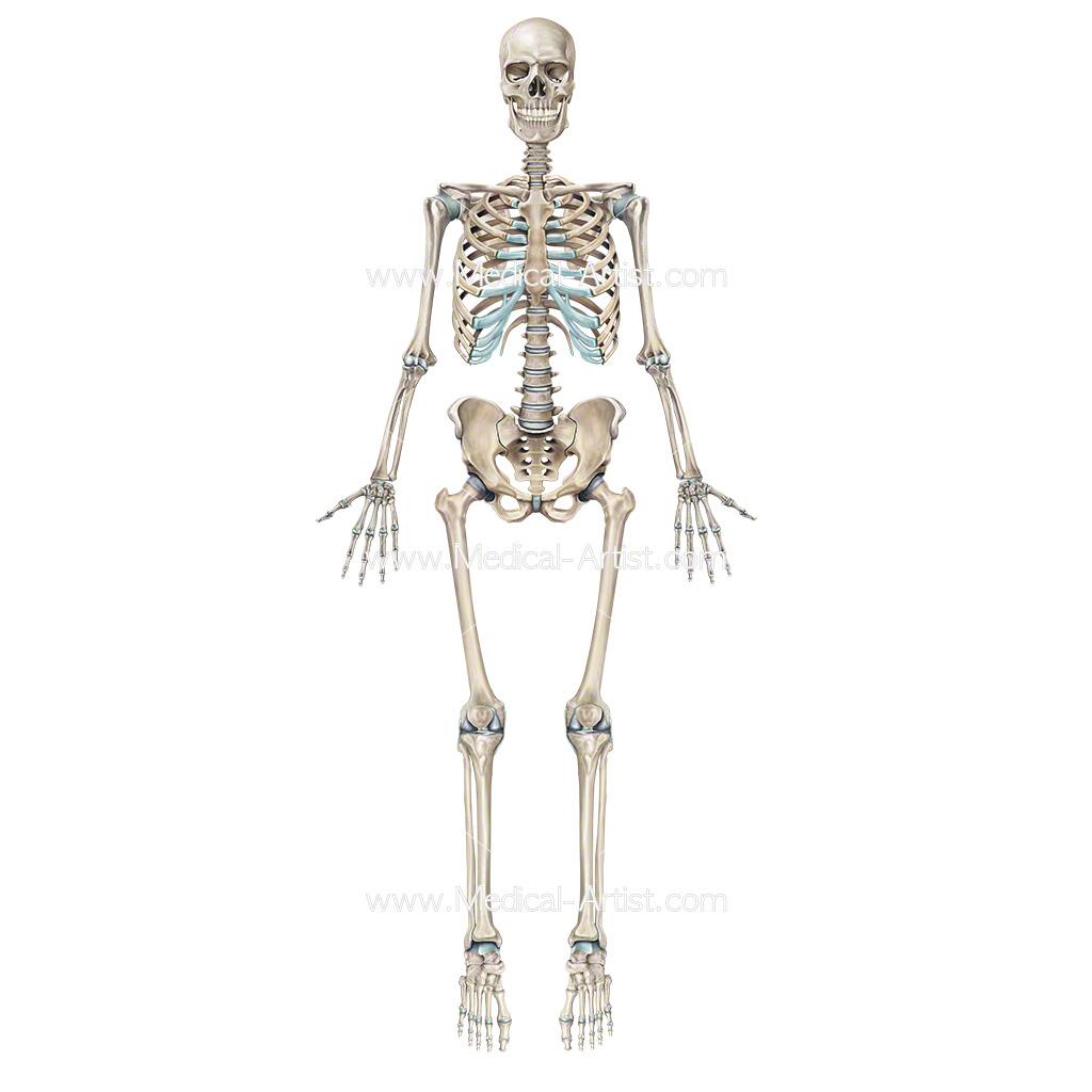 1024x1024 Skeleton Illustrations. Medical Illustrations of the Skeletal System & Skull