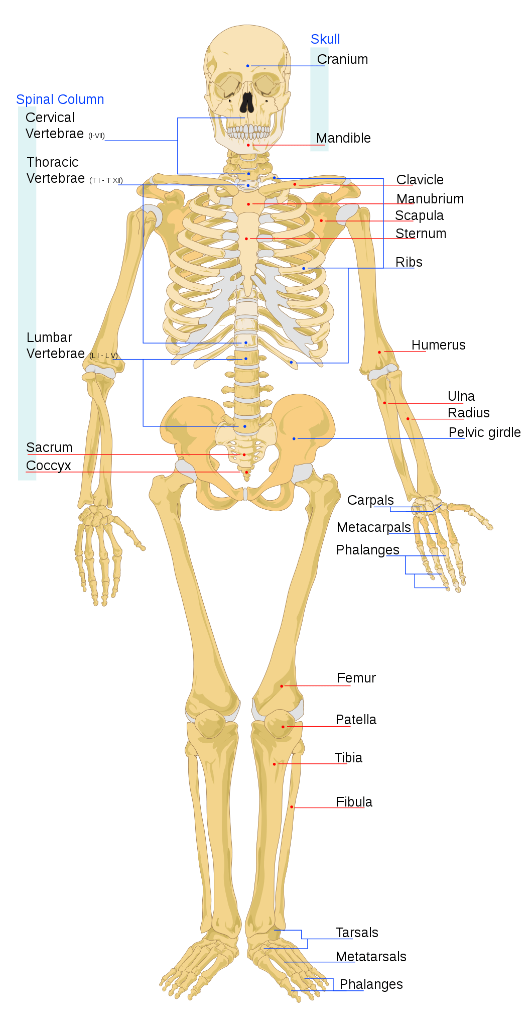 1060x2047 Human skeleton front en.svg