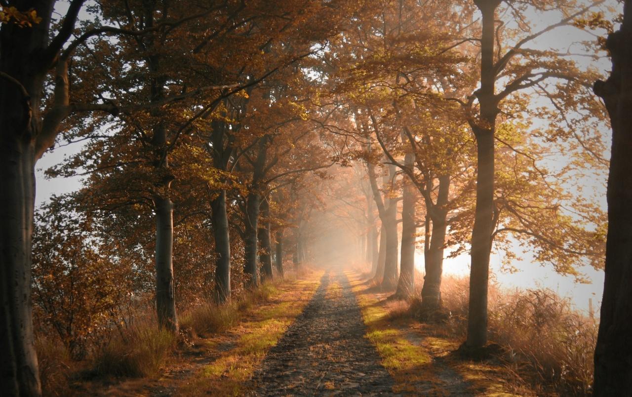 1280x804 Autumn Forest Road & Fog wallpaper. Autumn Forest Road & Fog