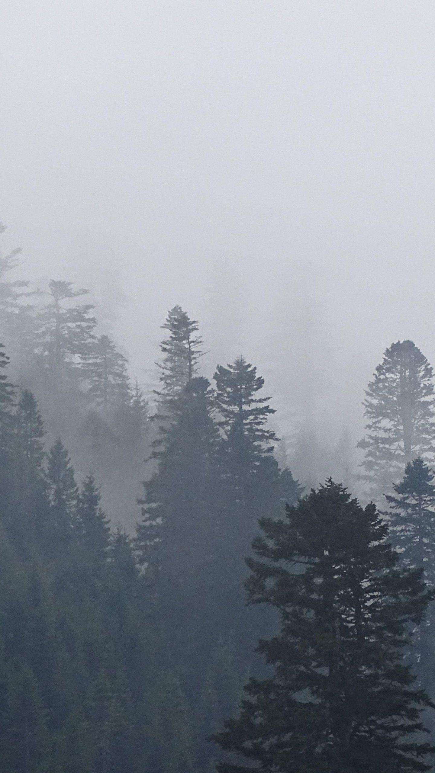 1440x2560 Foggy Trees in Forest Wallpaper, Android & Desktop Background. Forest wallpaper iphone, iPhone wallpaper winter, Forest wallpaper