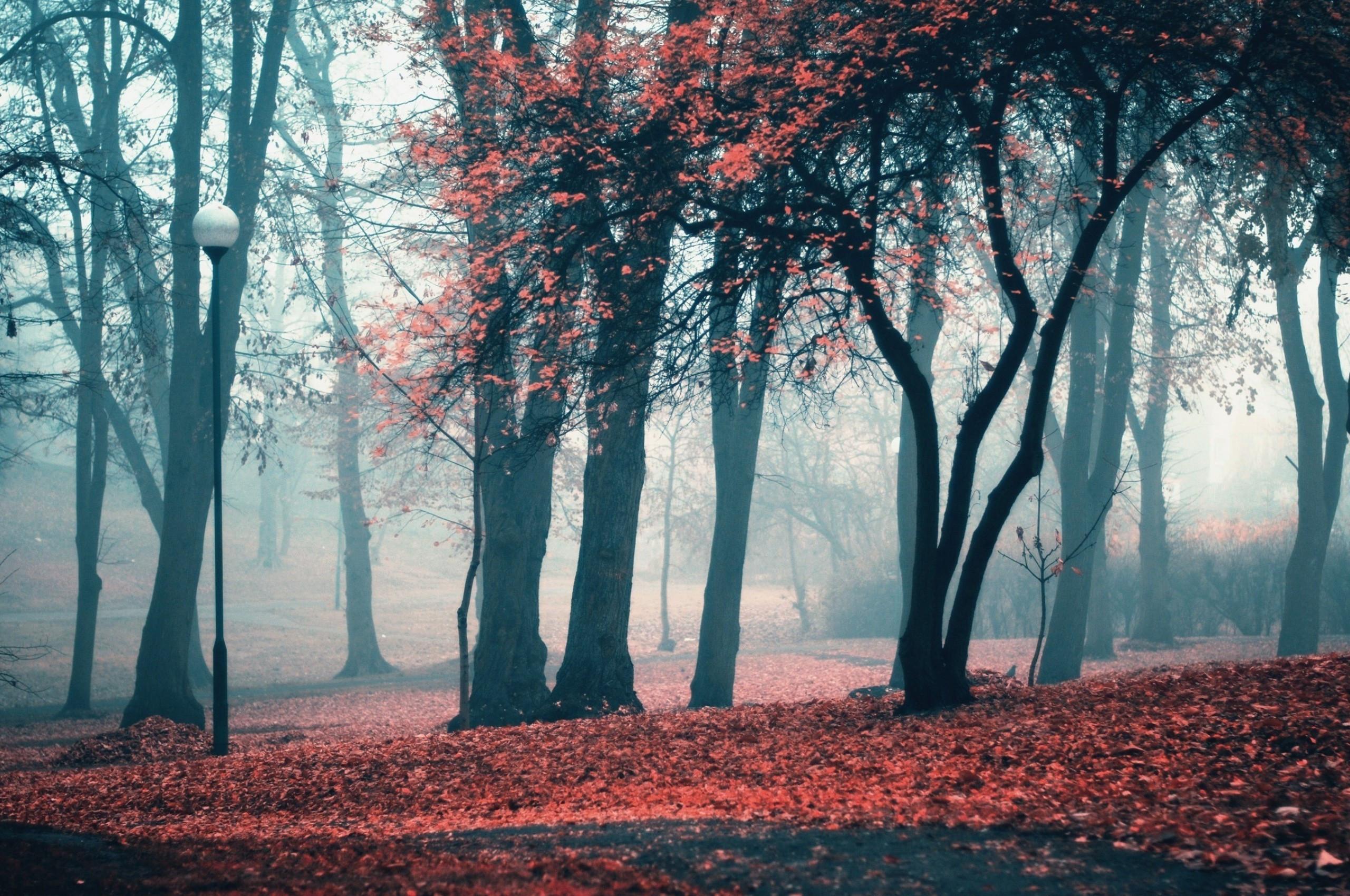 2560x1700 Download 2560x1700 Fall, Trees, Fog, Autumn Wallpaper for Chromebook Pixel
