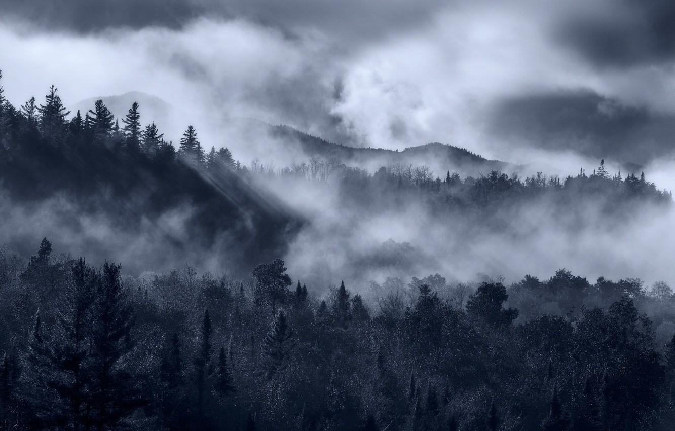 1332x850 Wallpaper Fog, Forest, Spruce forest image for desktop, section природа