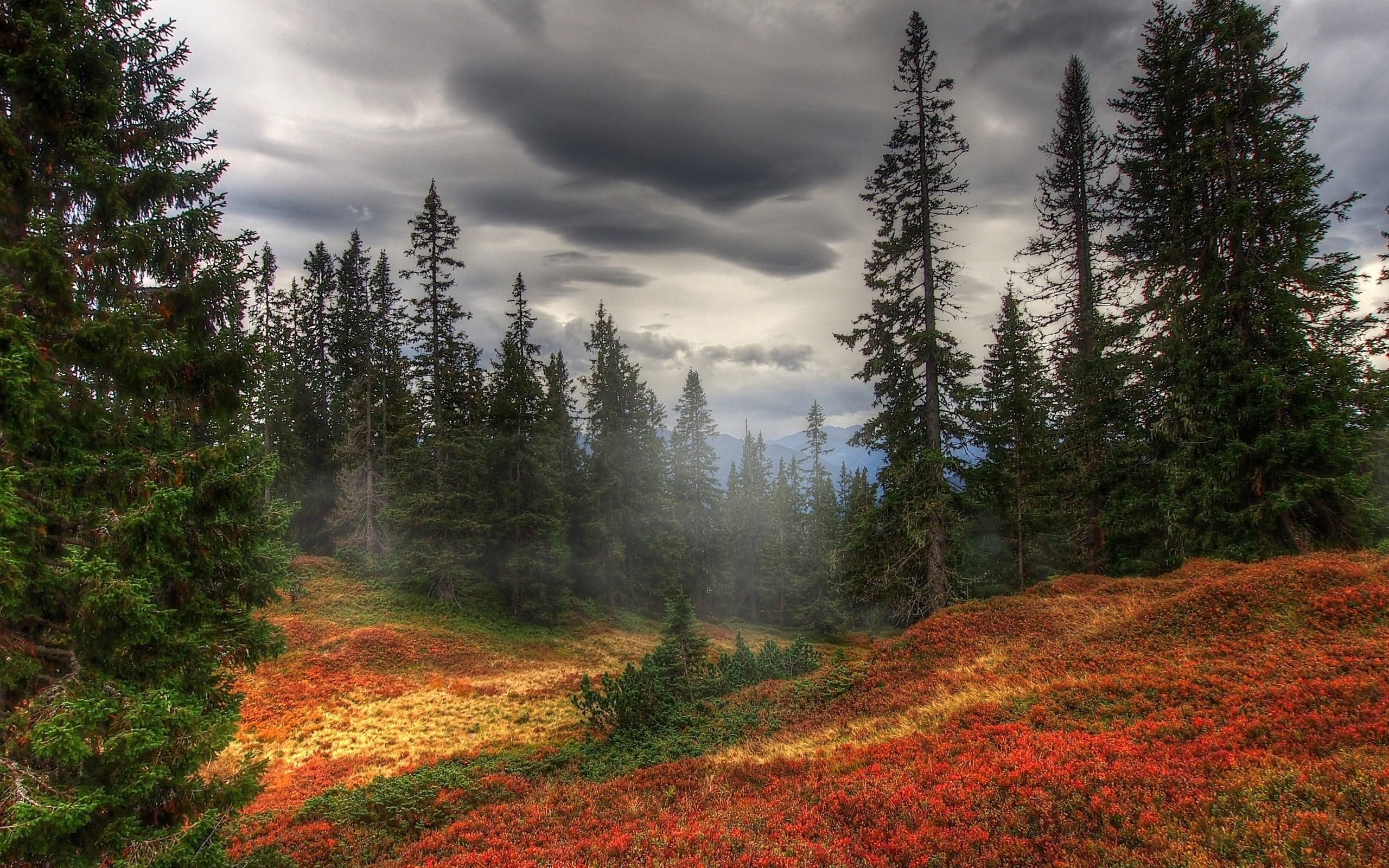 2560x1600 Autumn Fog Trees Wallpaper [2560x1600]