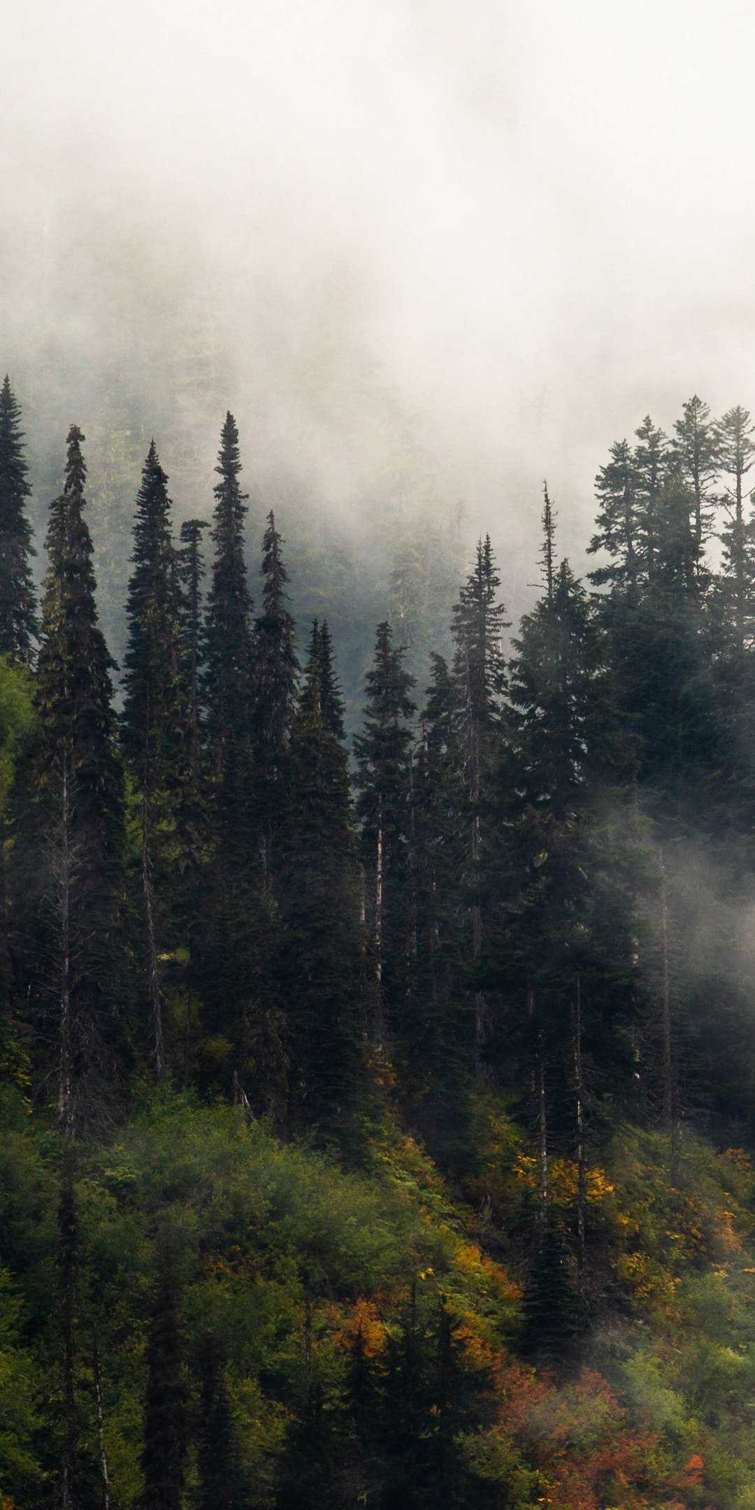 1080x2160 Foggy Forest Wallpaper
