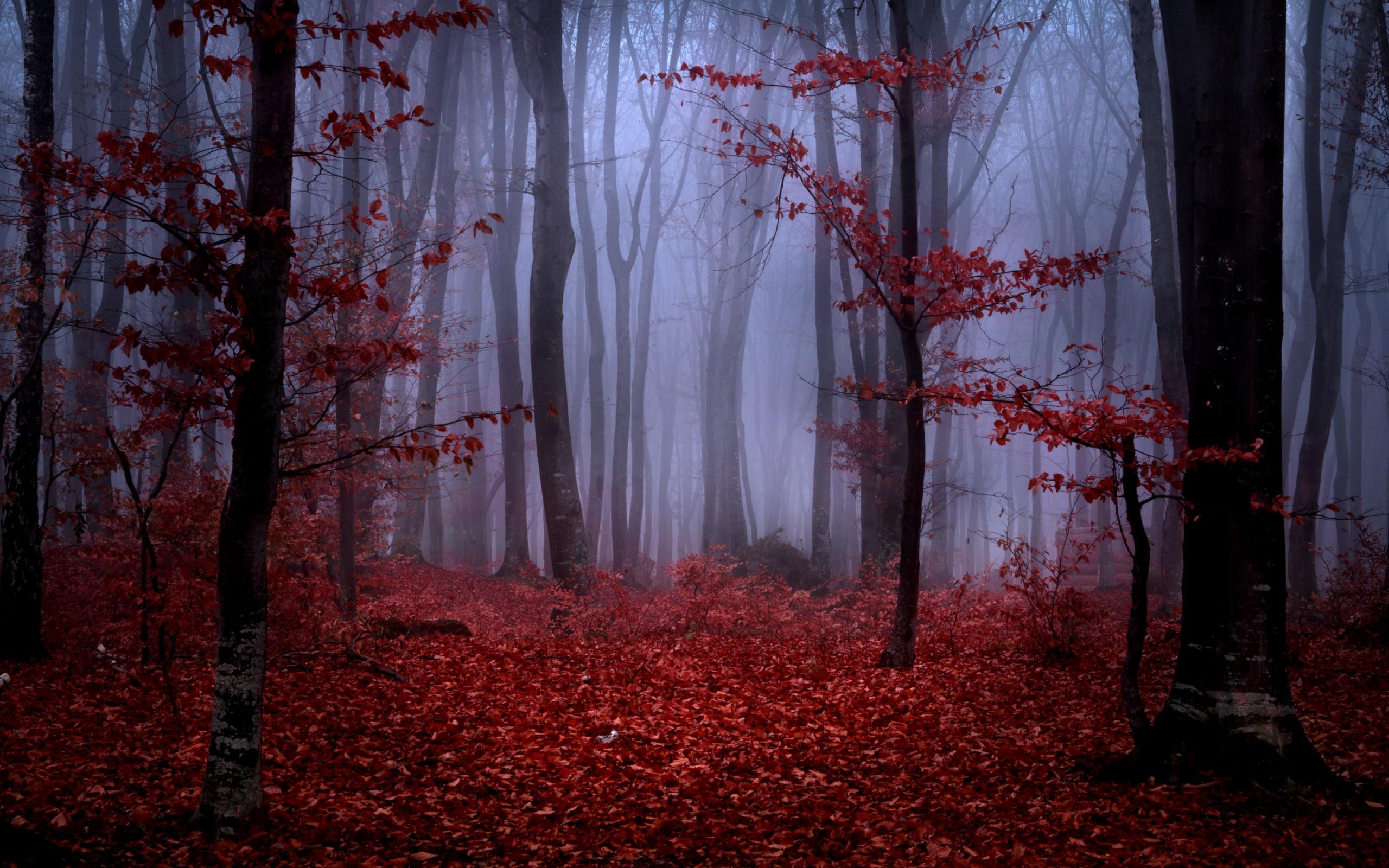 2560x1600 forest, Fog, Autumn, Trees, Branches, Leaves, Maroon, Red, Nature Wallpaper HD / Desktop and Mobile Background